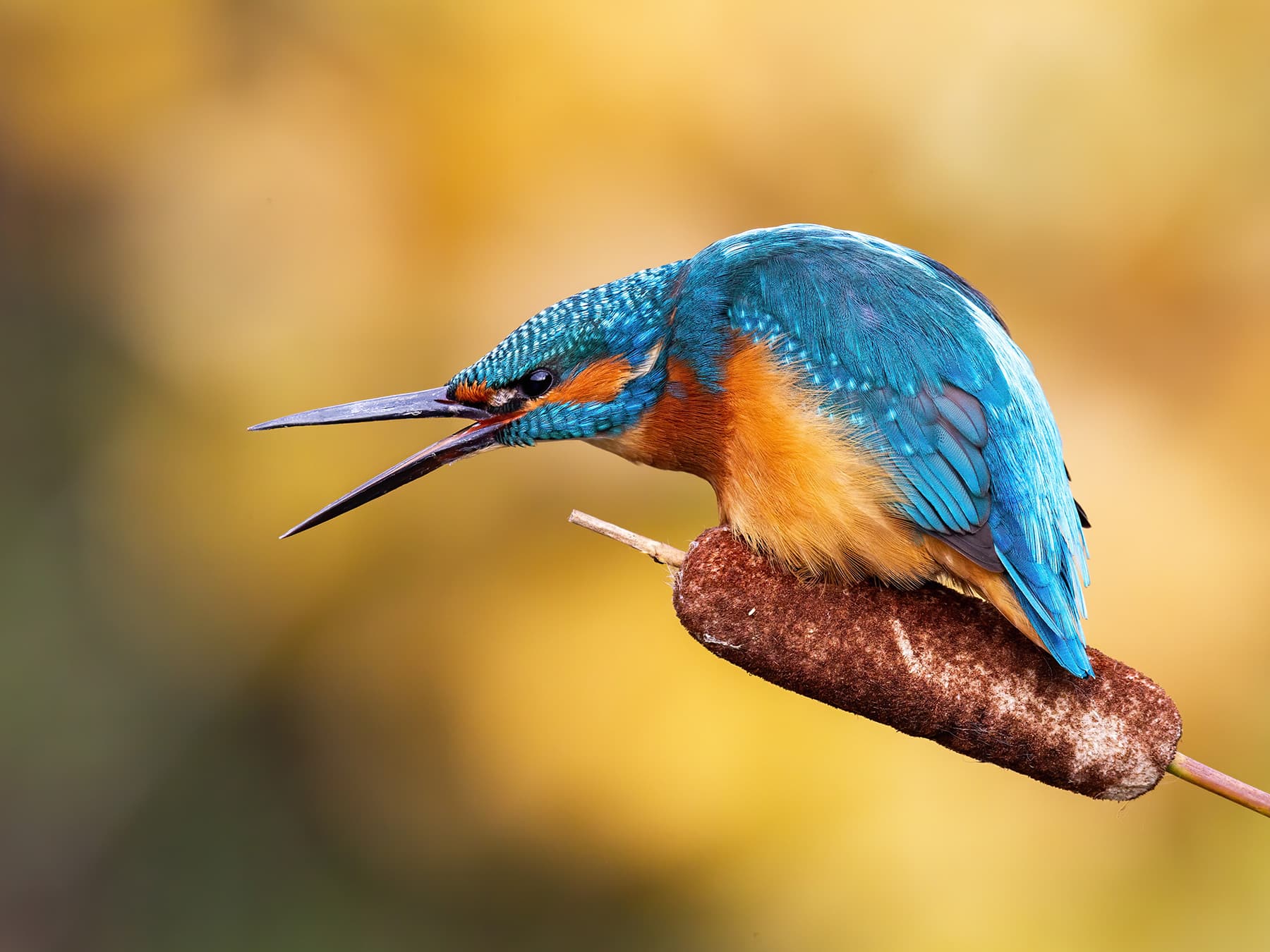 Kingfisher calling to defend his territory