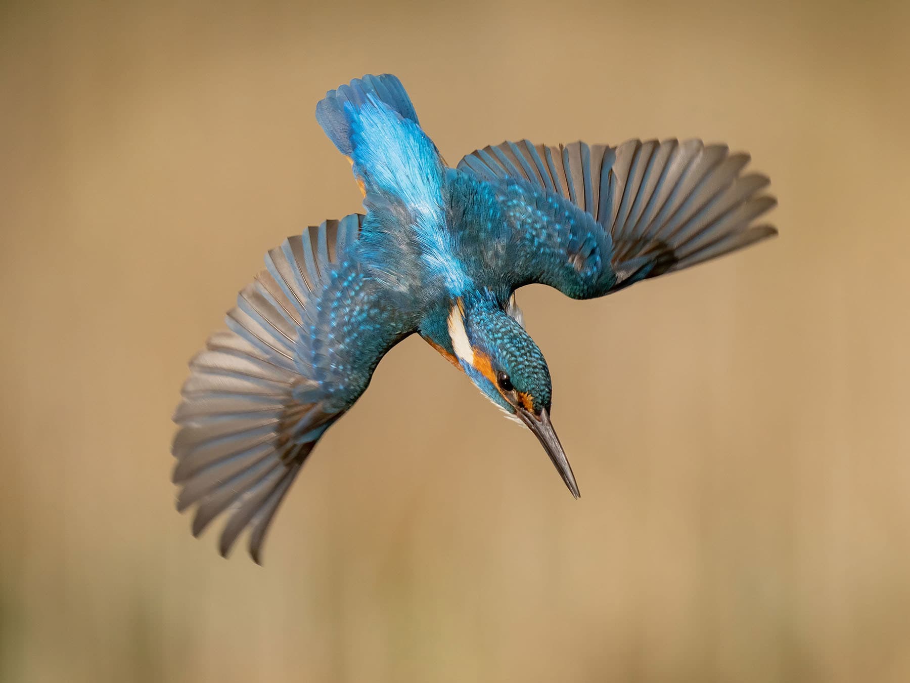 Kingfisher diving down into the water, with spread wings