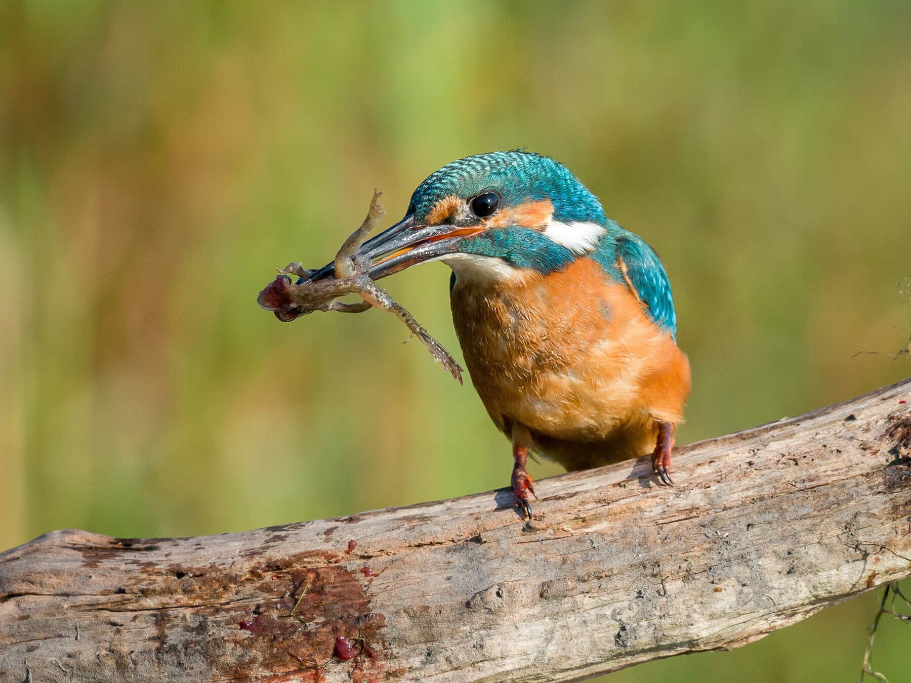 Kingfisher eating a frog