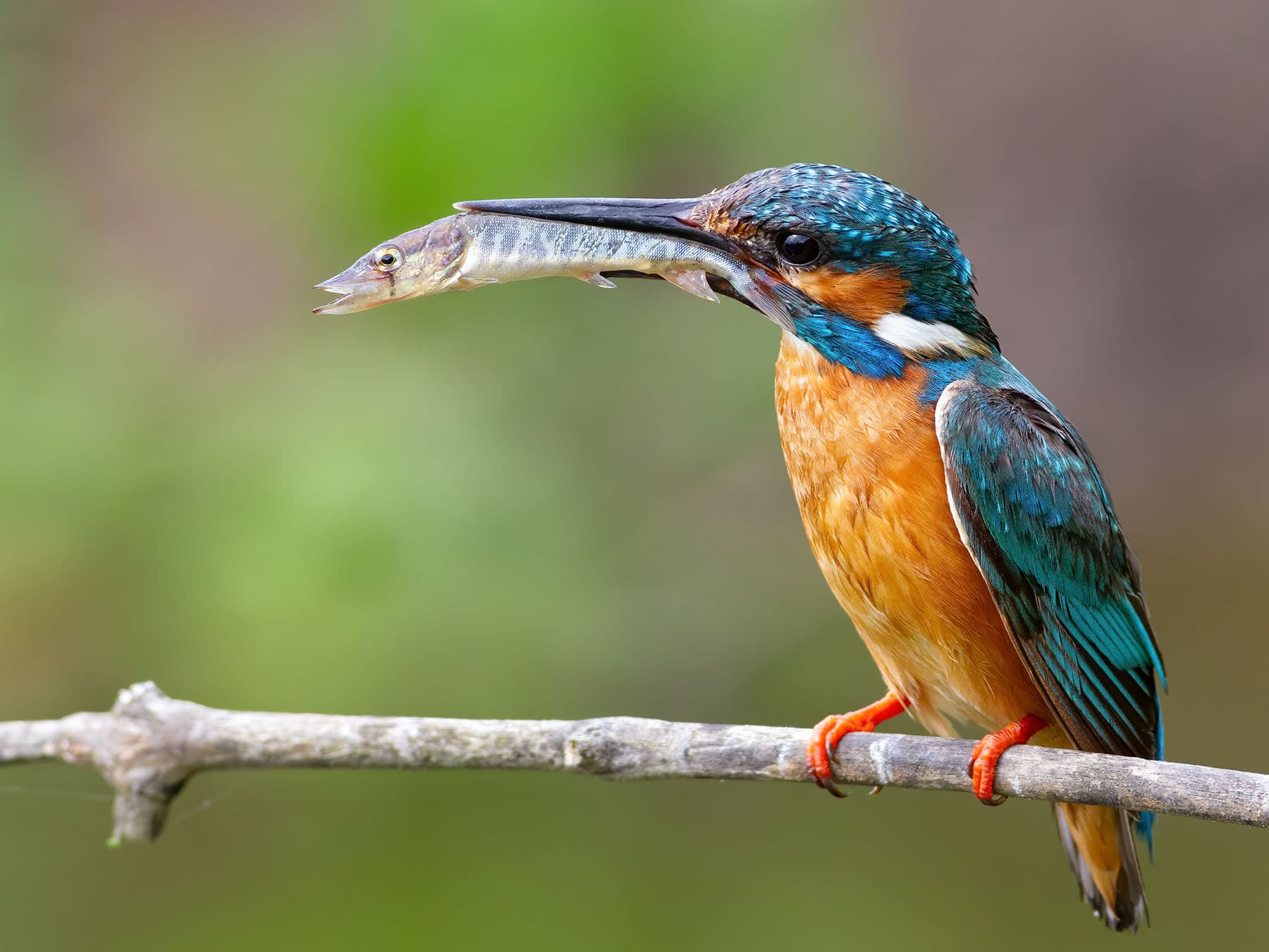 Kingfisher feeding on fish