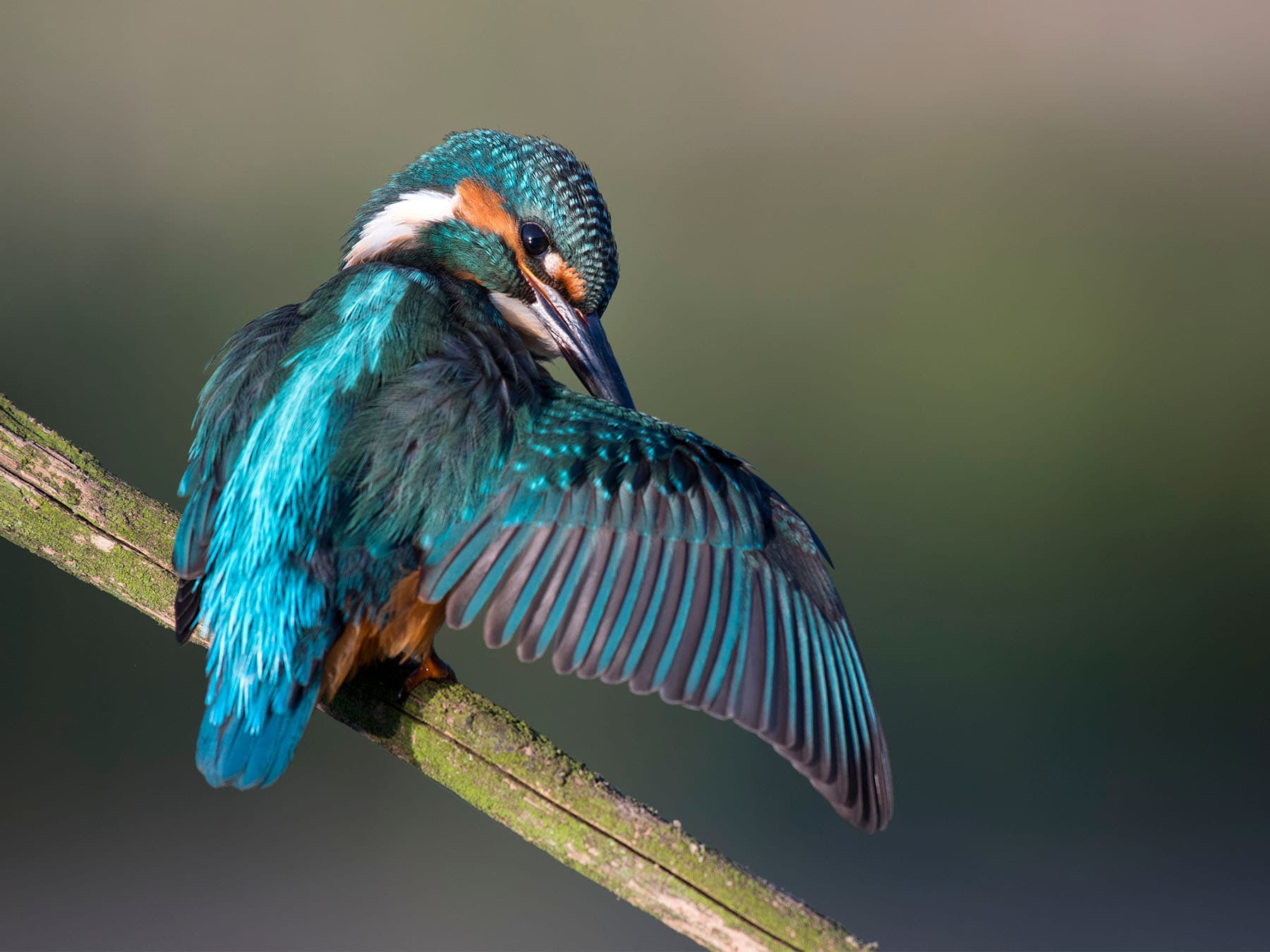 Kingfisher on branch preening