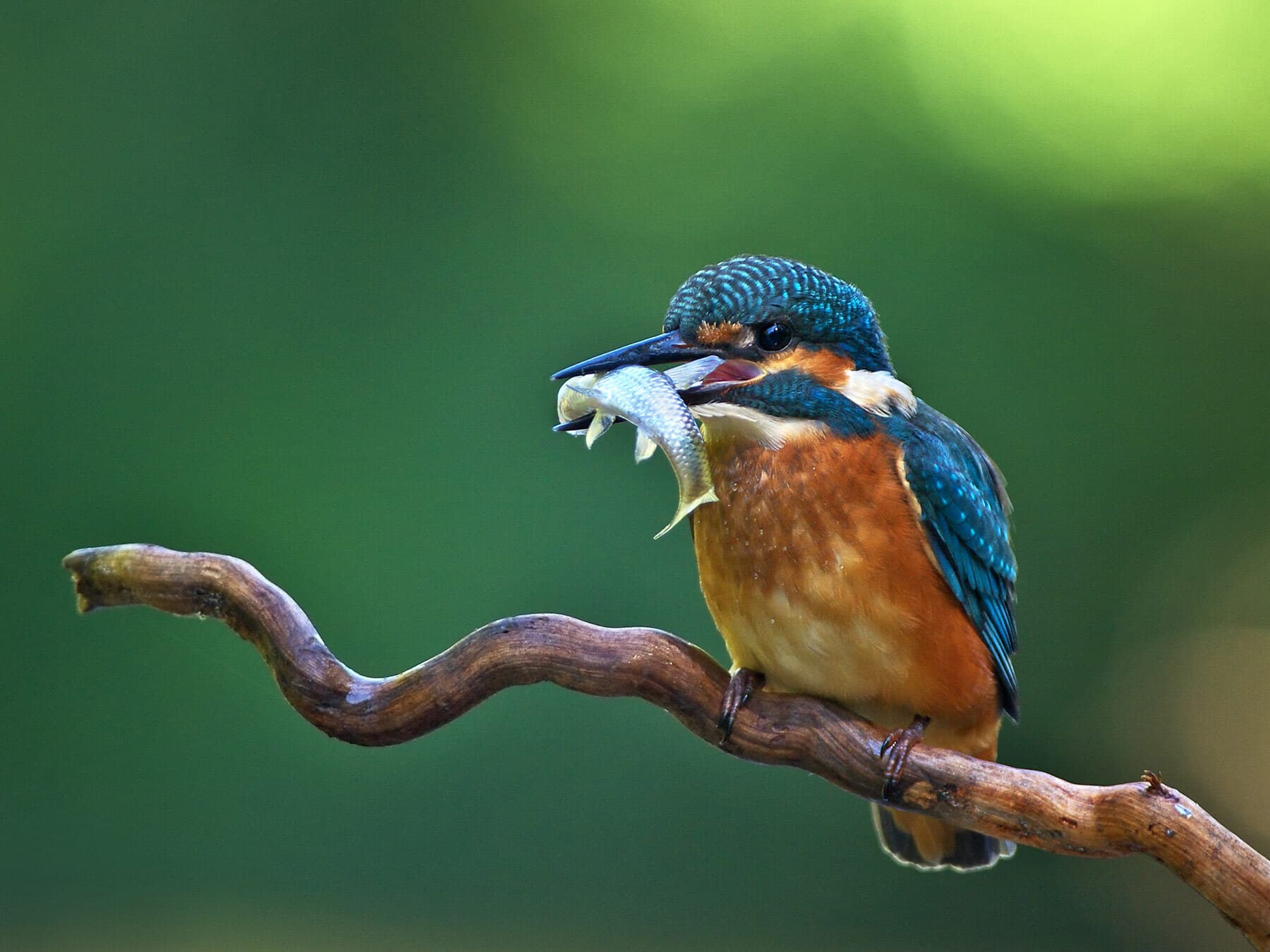 Kingfisher with fish