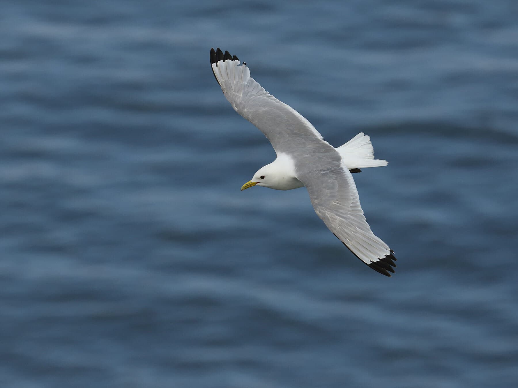 Kittiwake flight