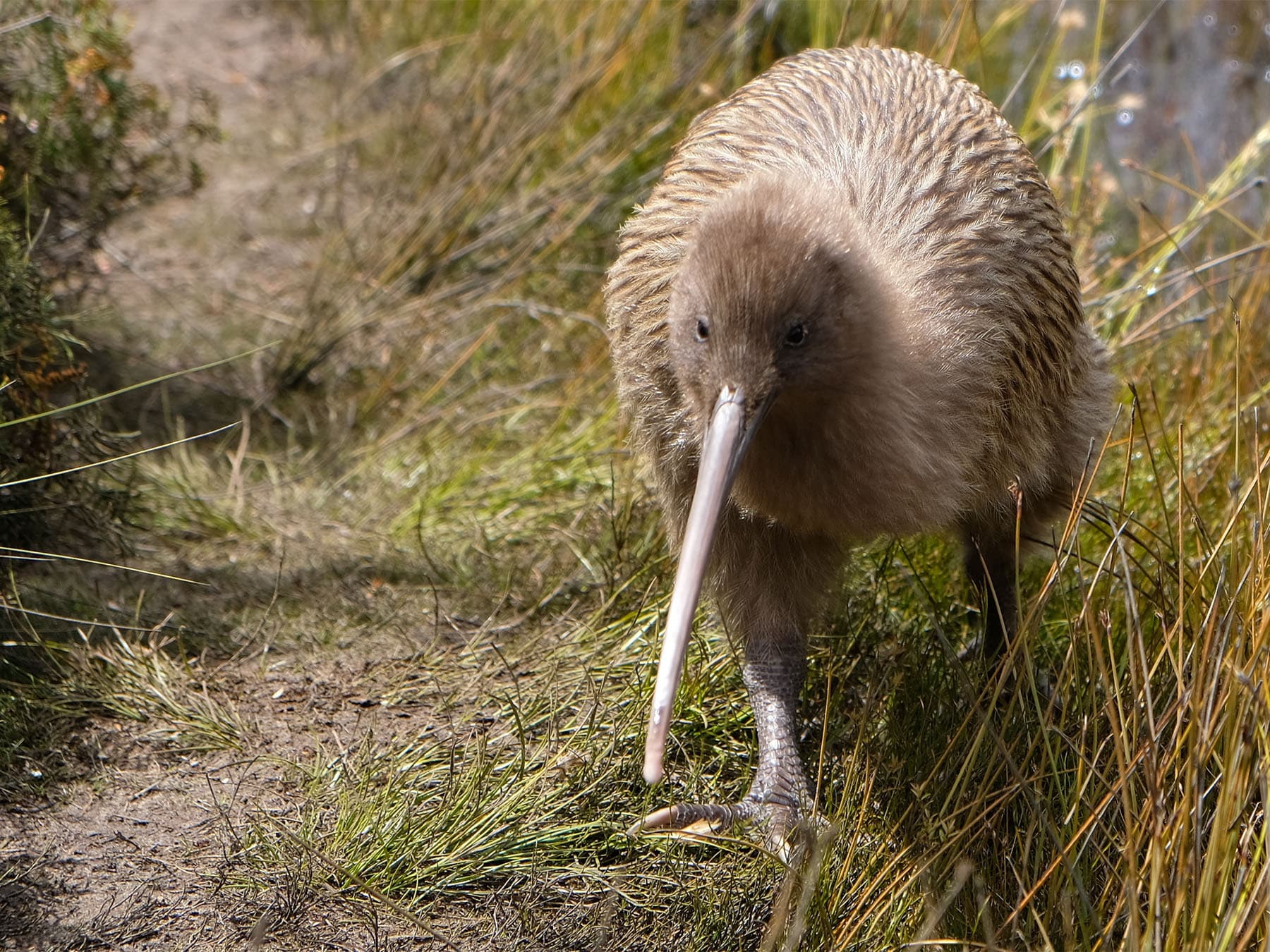 Kiwi walking through grass during daytime
