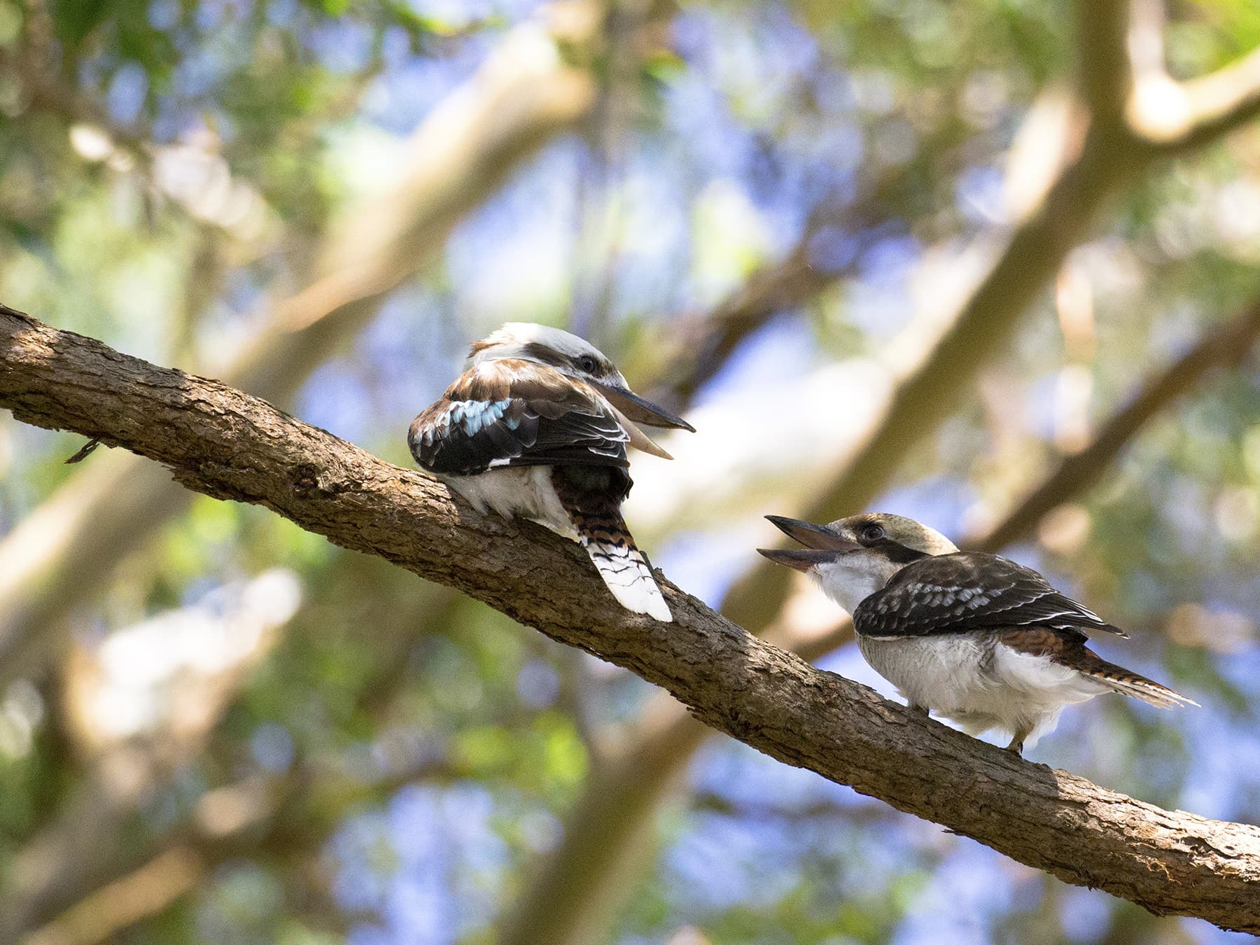 Kookaburra chick begging
