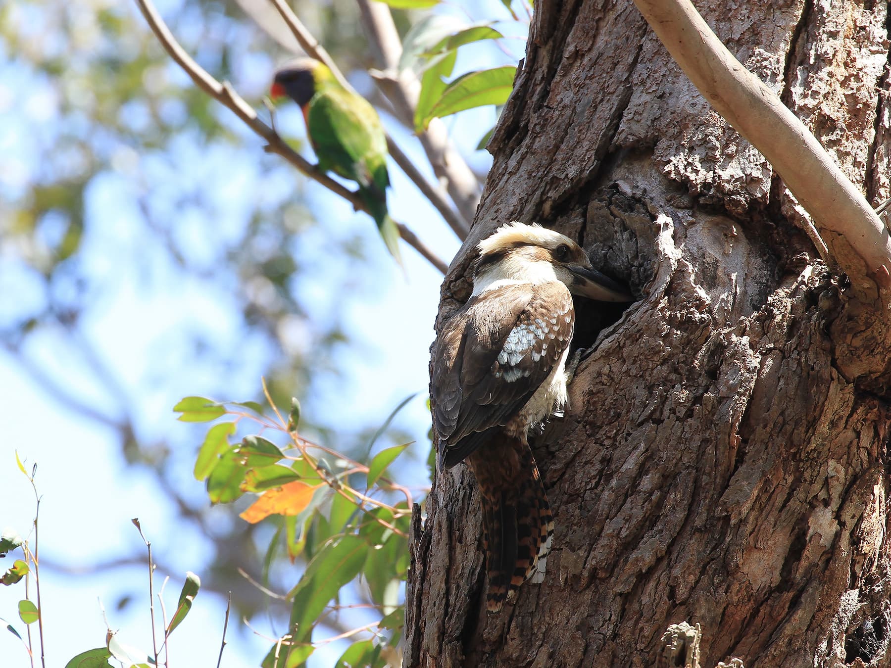 Kookaburra feeding chicks