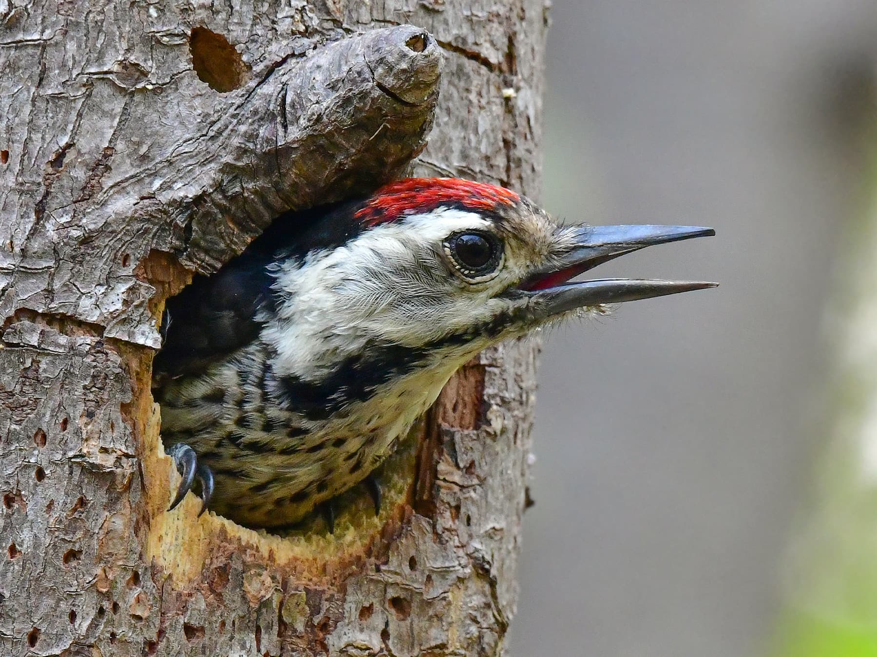 Ladder-backed Woodpecker at nest cavity