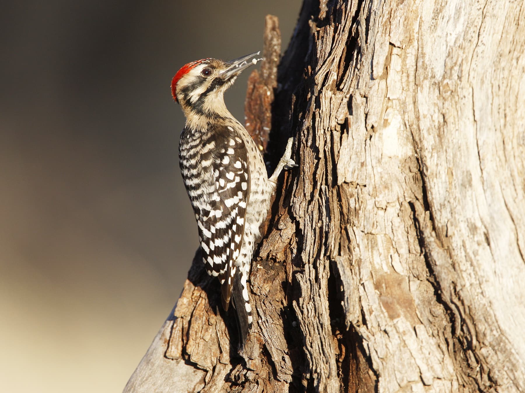 Ladder-backed Woodpecker feeding on insects