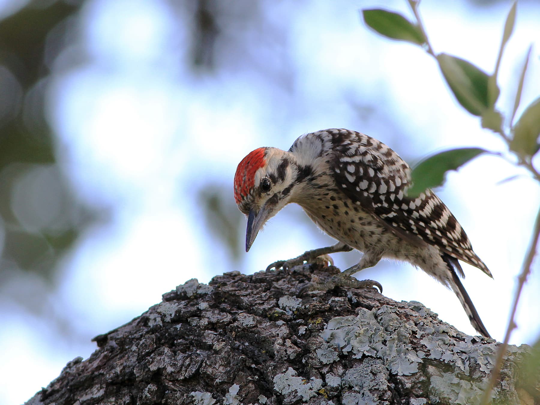 Ladder backed woodpecker foraging for insects