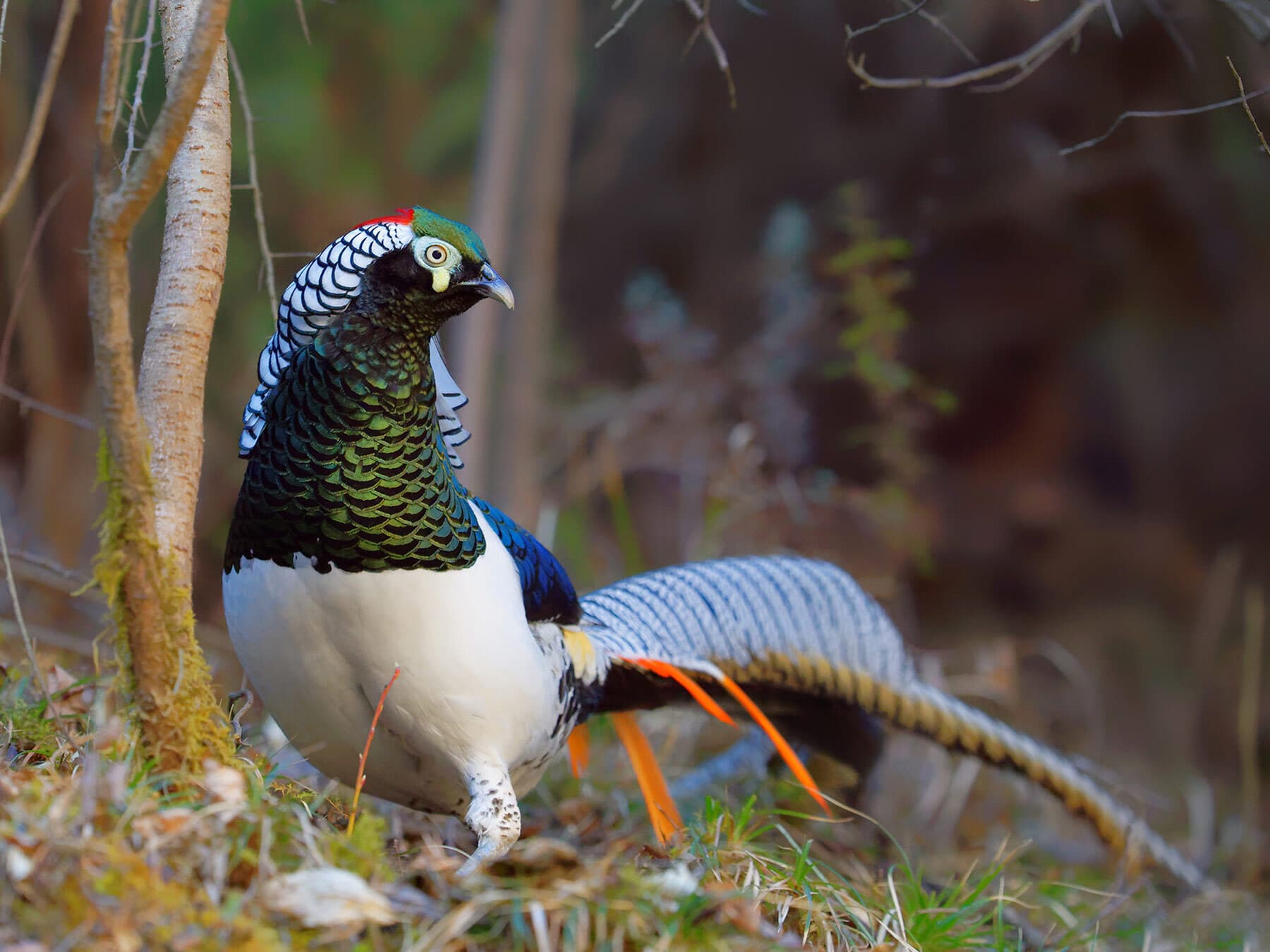 Close up of a male Lady Amherst’s Pheasant