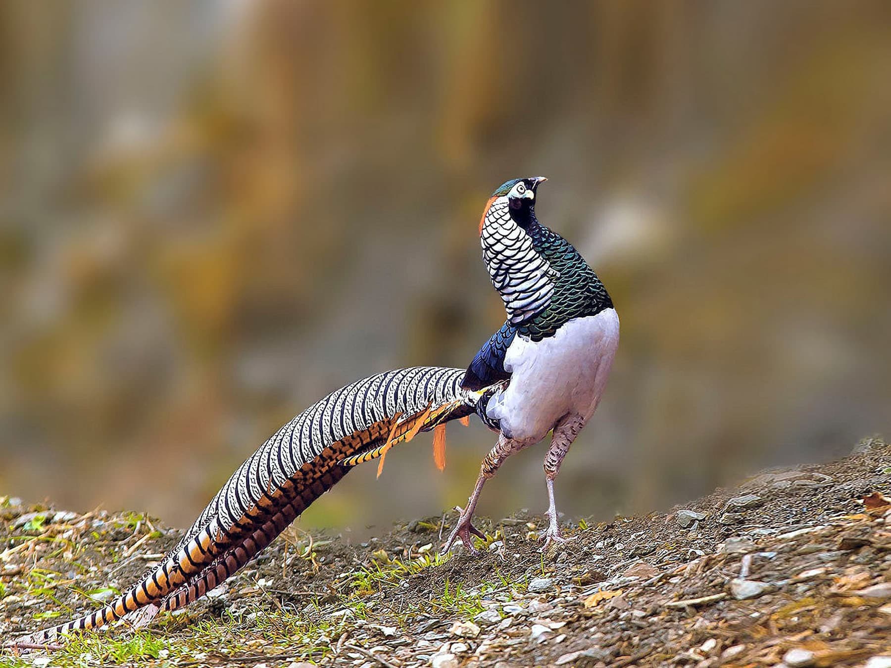 Lady amhersts pheasant in woodland