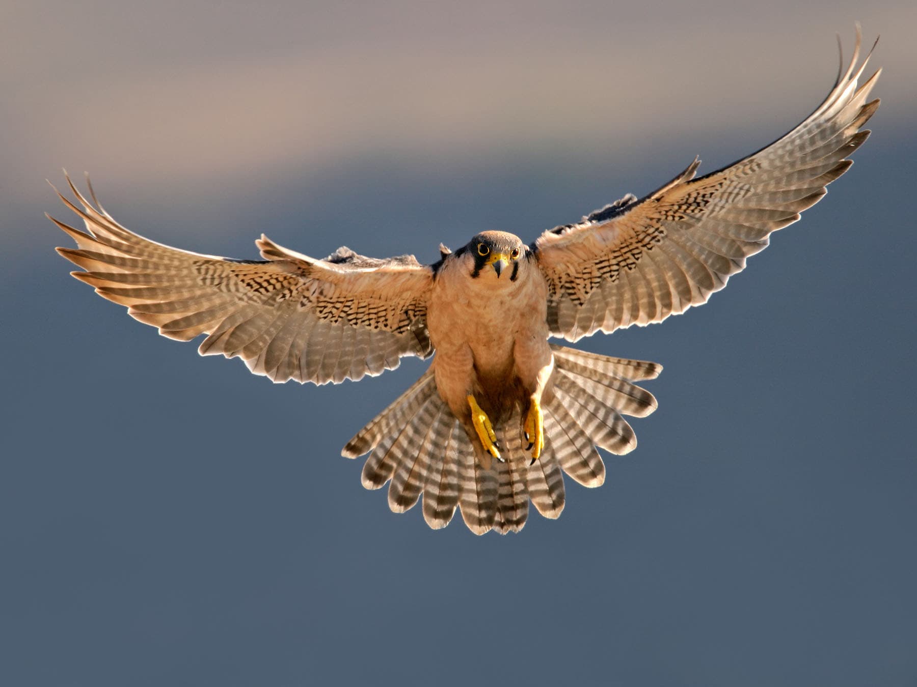 Lanner Falcon in-flight hunting