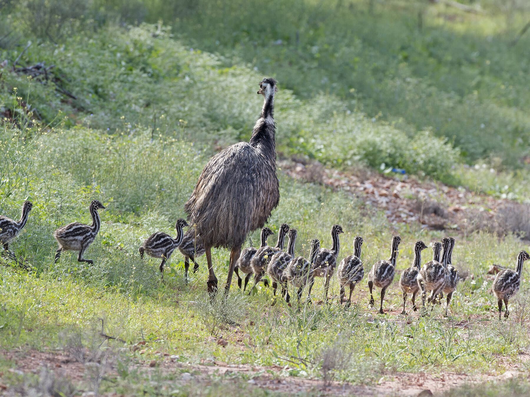 Large emu family