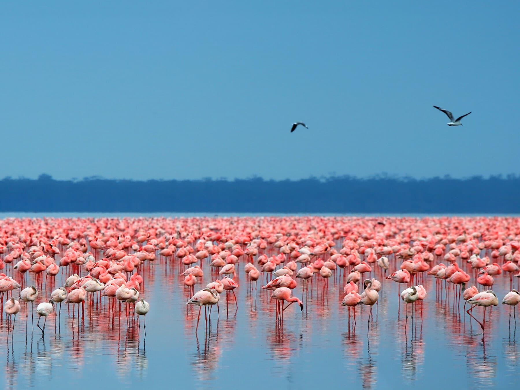 Large flock of flamingos