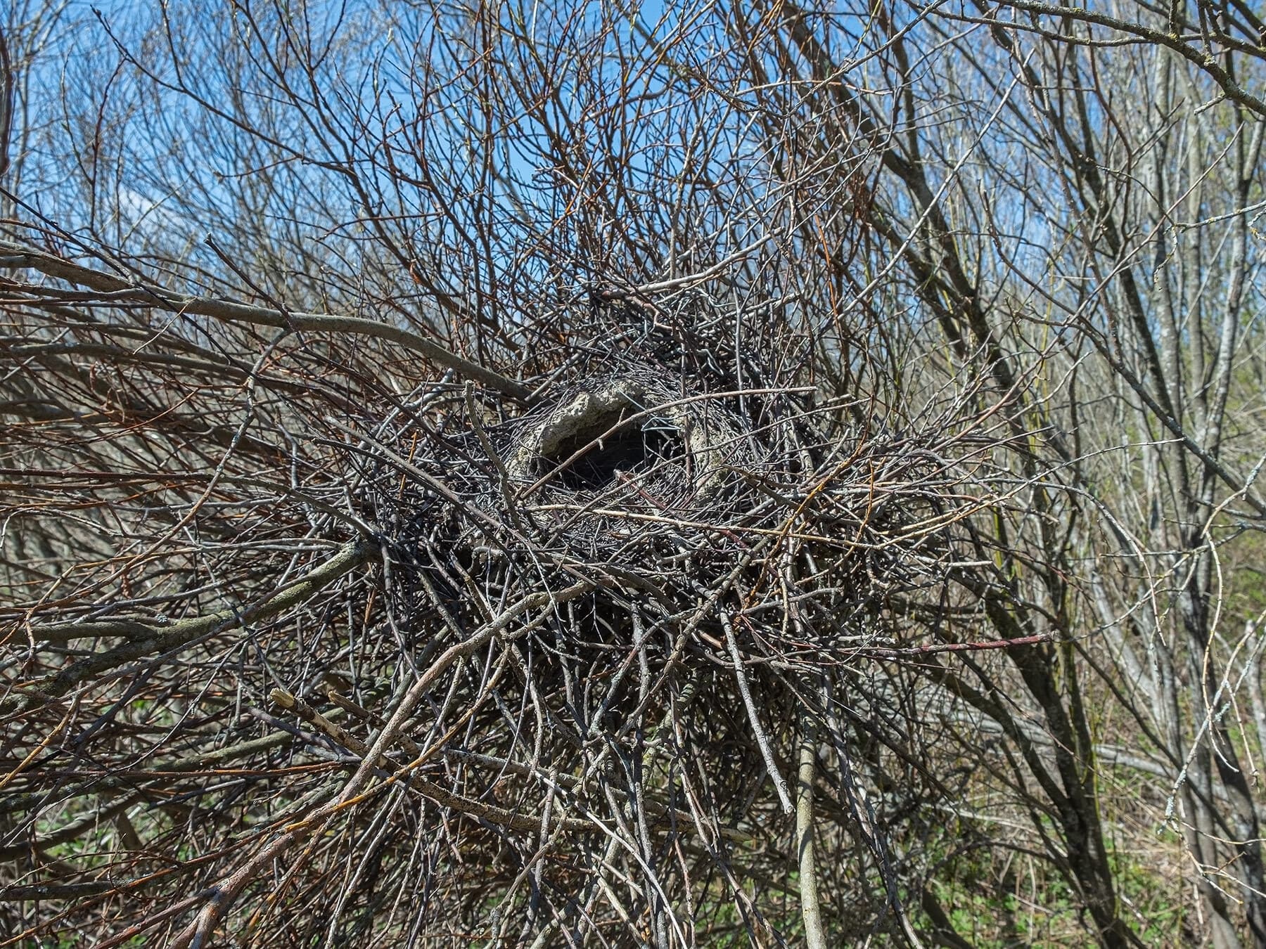 Large magpie nest