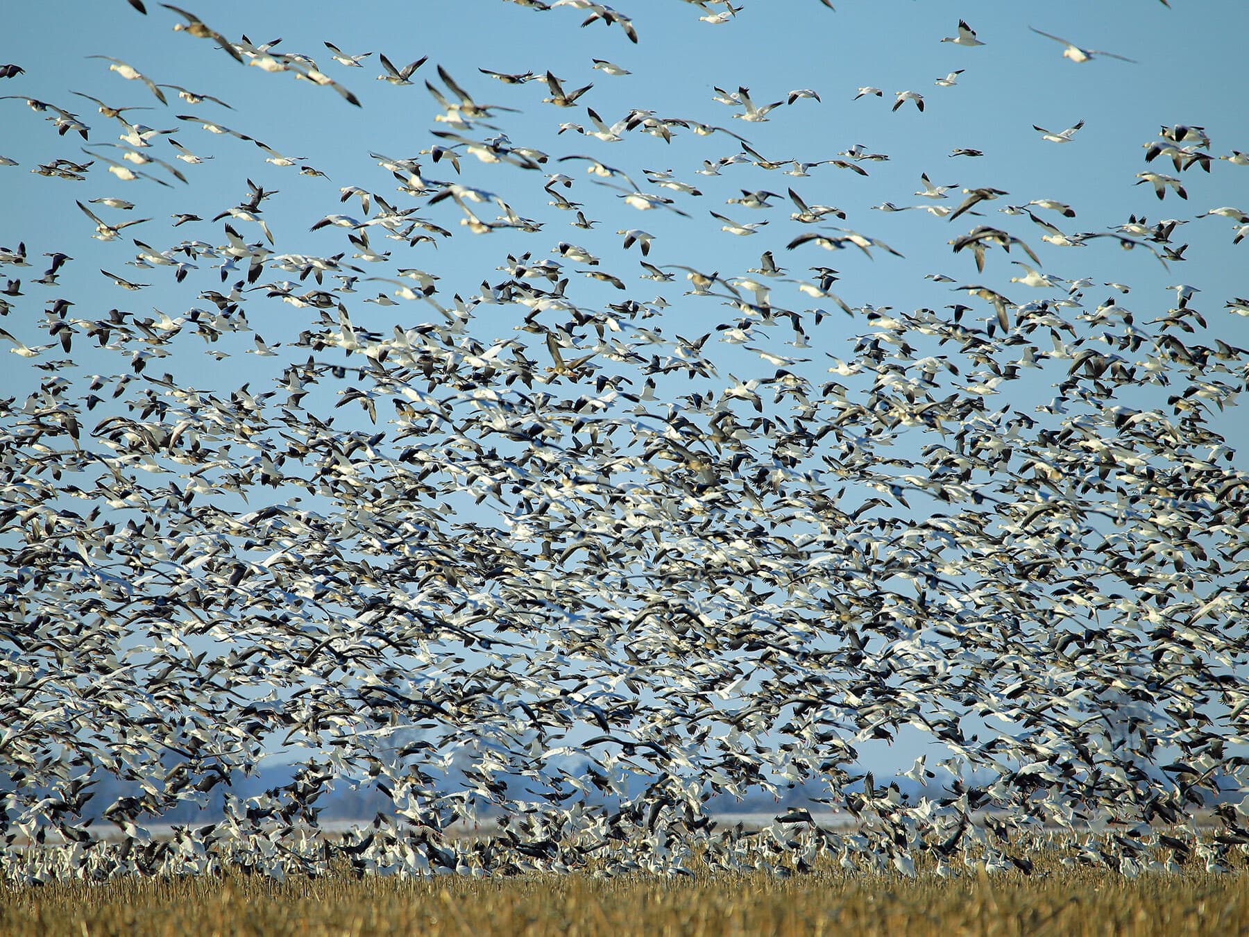 Large migrating snow goose group
