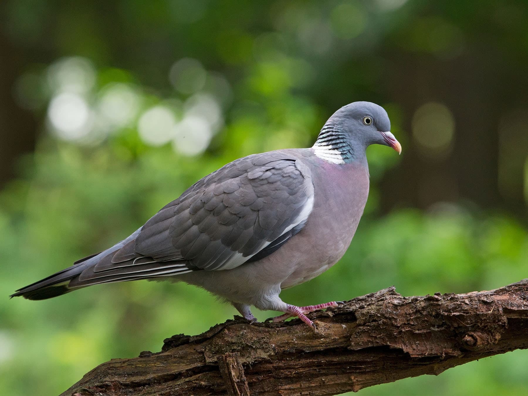 Largest uk garden bird