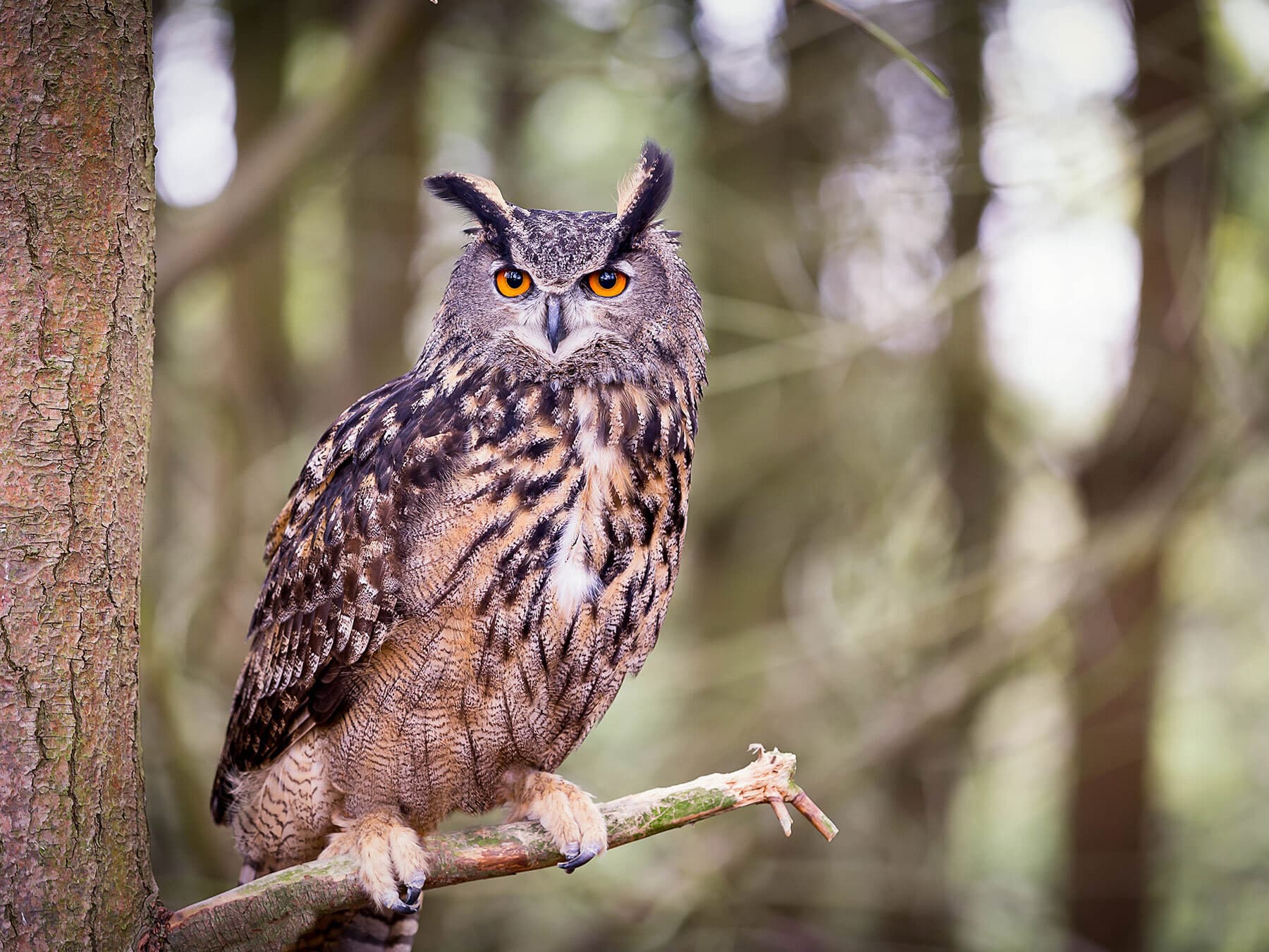 Largest uk owl
