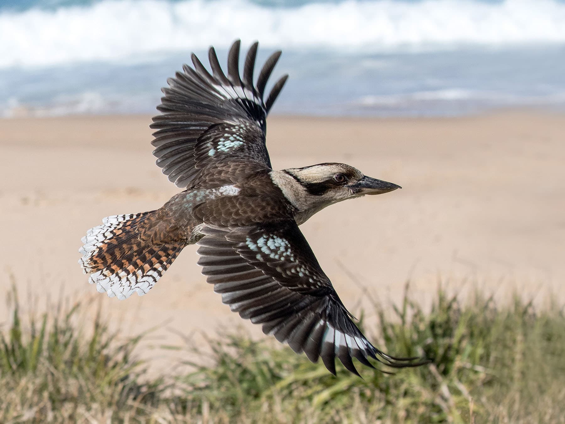 Laughing Kookaburra in flight
