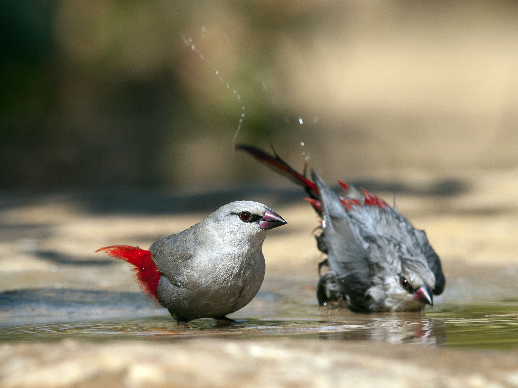 Pair of Lavender Waxbills bathing