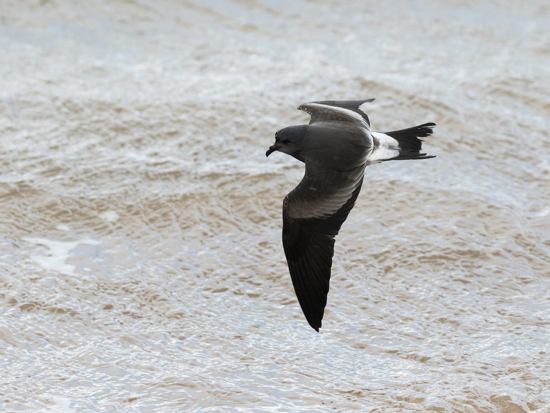 Leach's Petrel in-flight