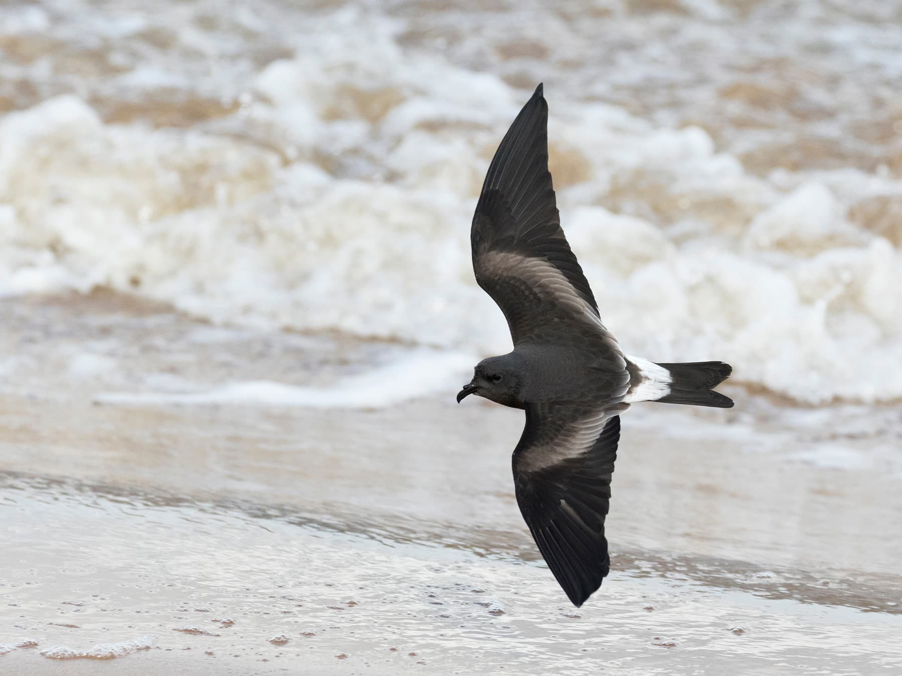 Leach's Storm-petrel