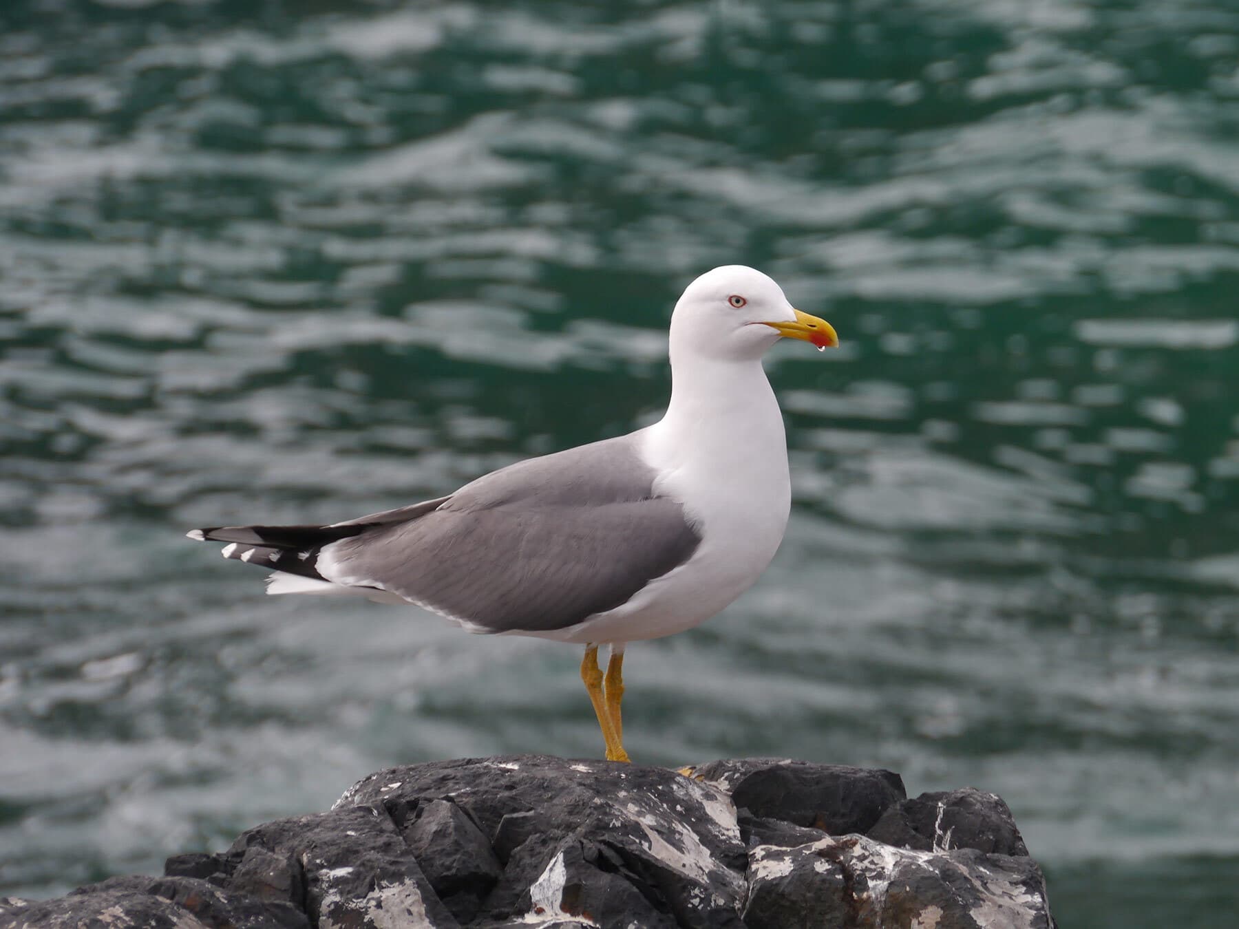 Lesser black backed gull