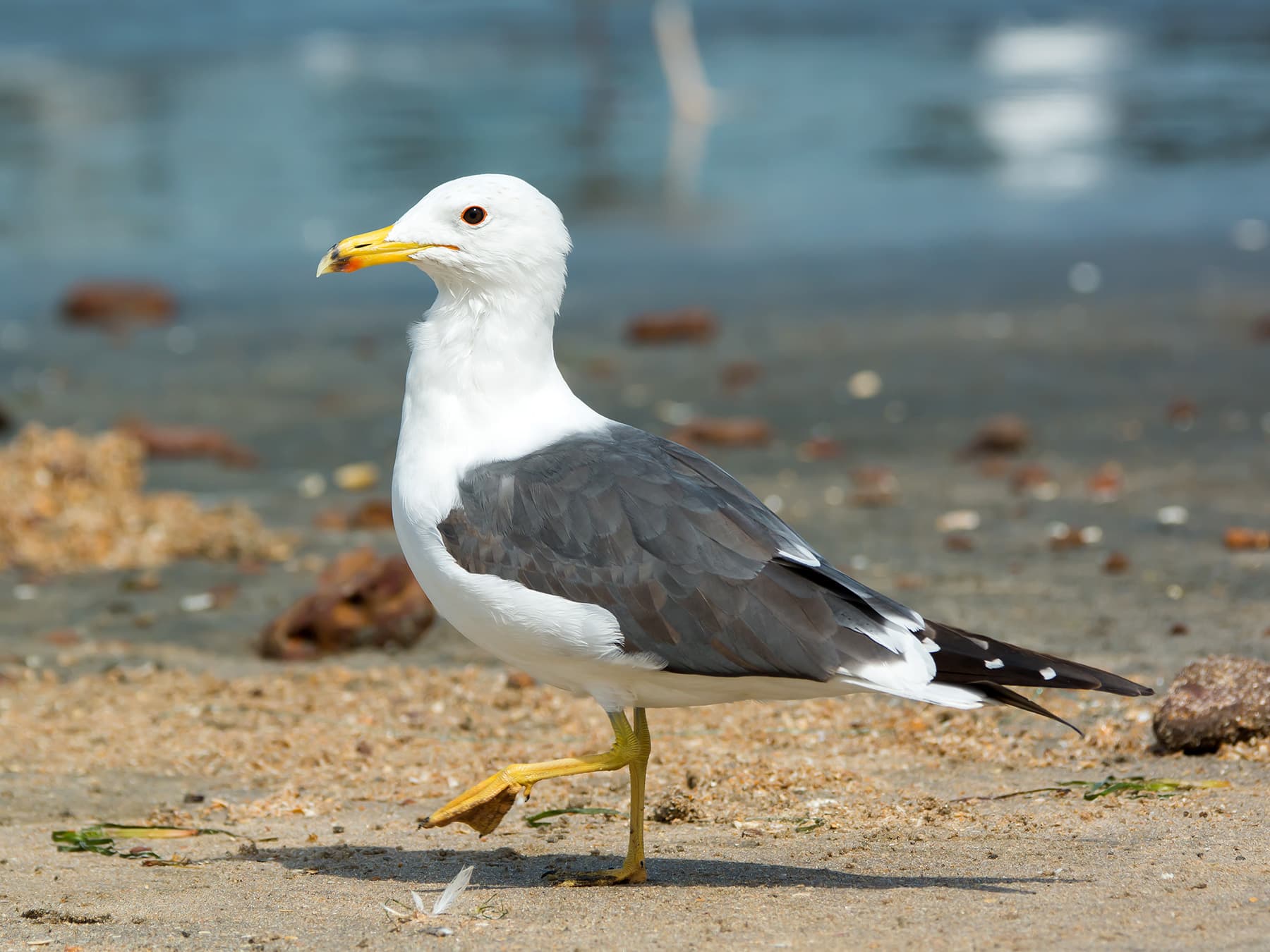 Lesser Black-backed Gull