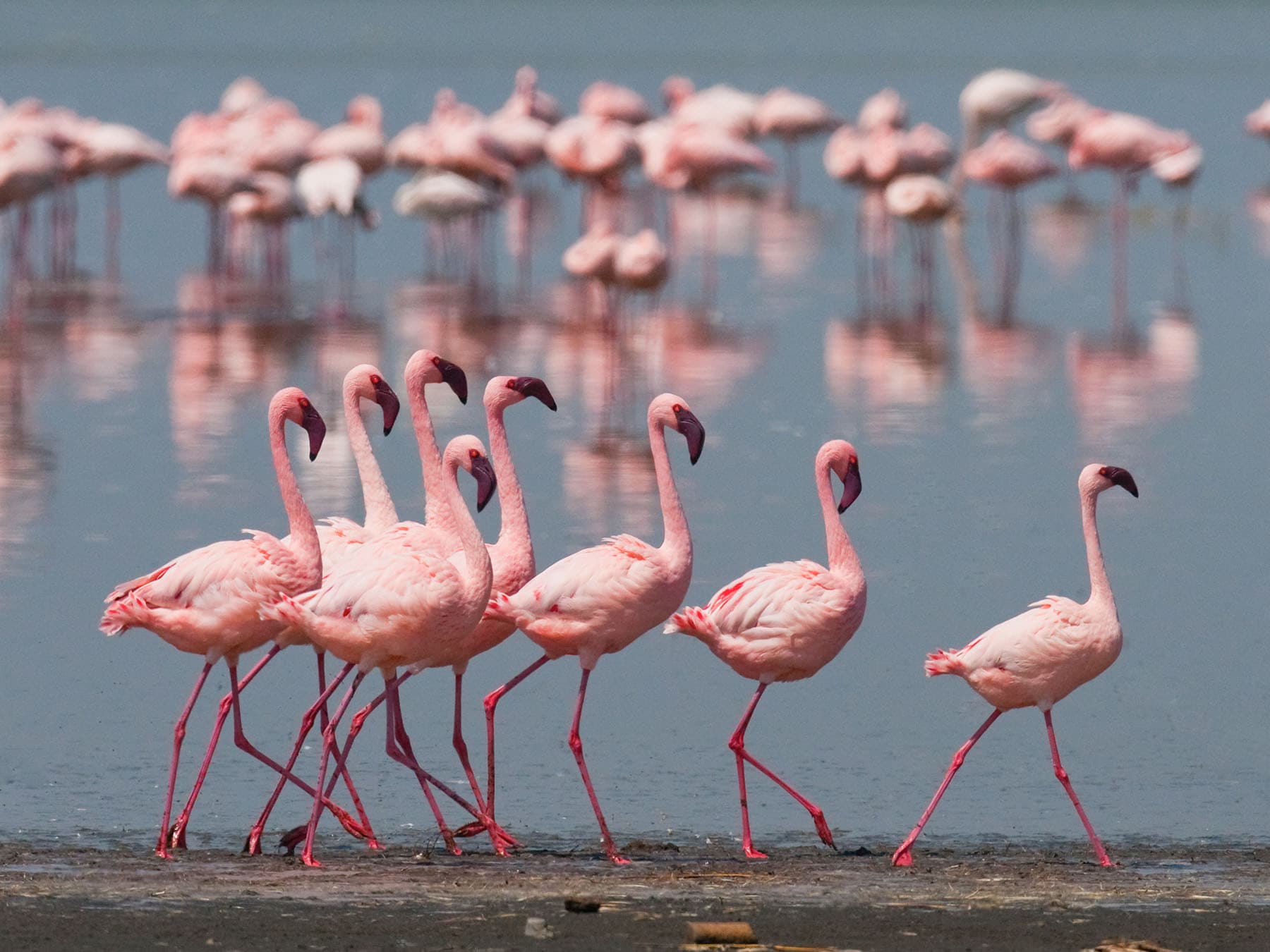 Lesser flamingo distribution