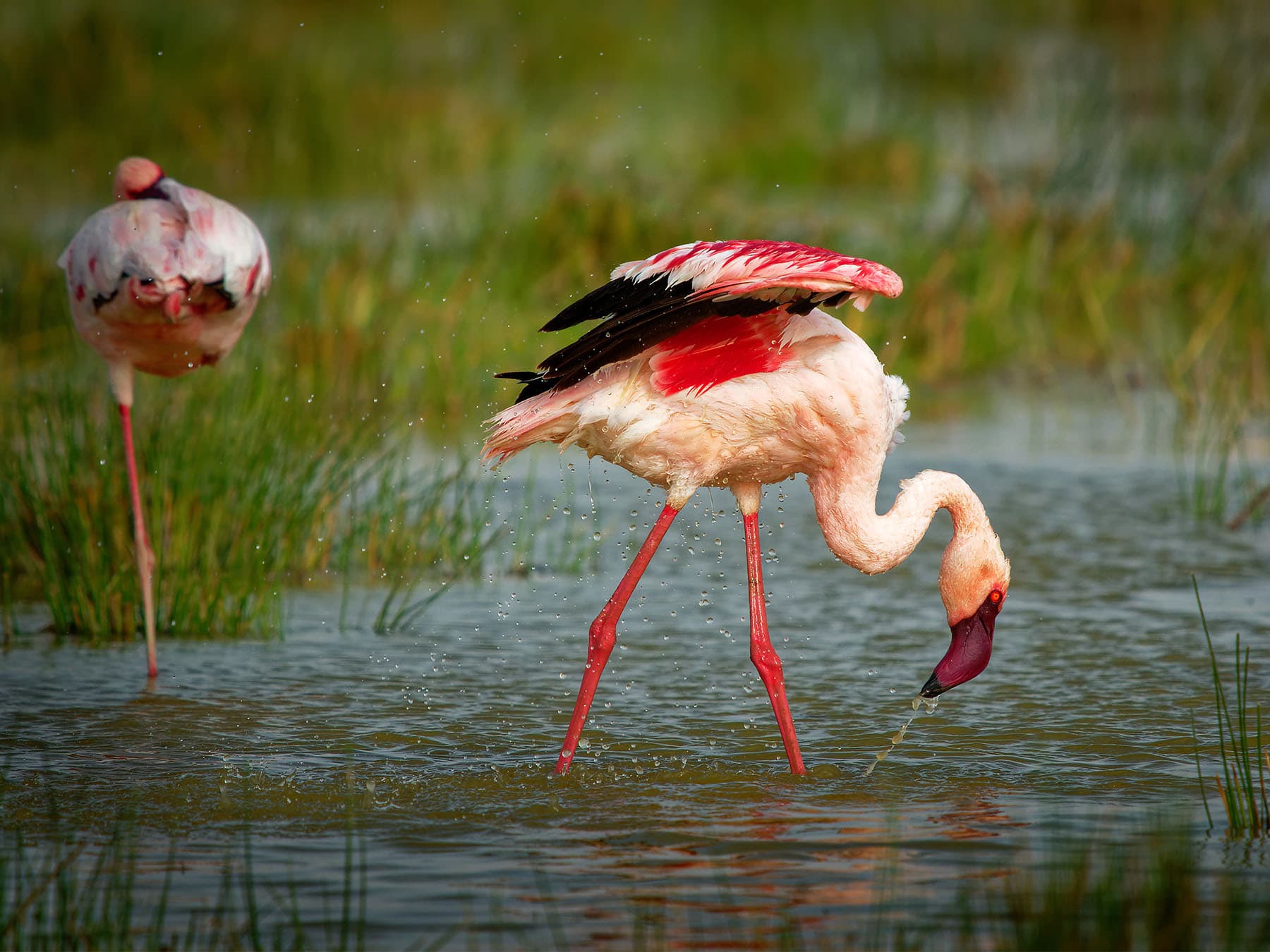Lesser flamingo foraging in wetland