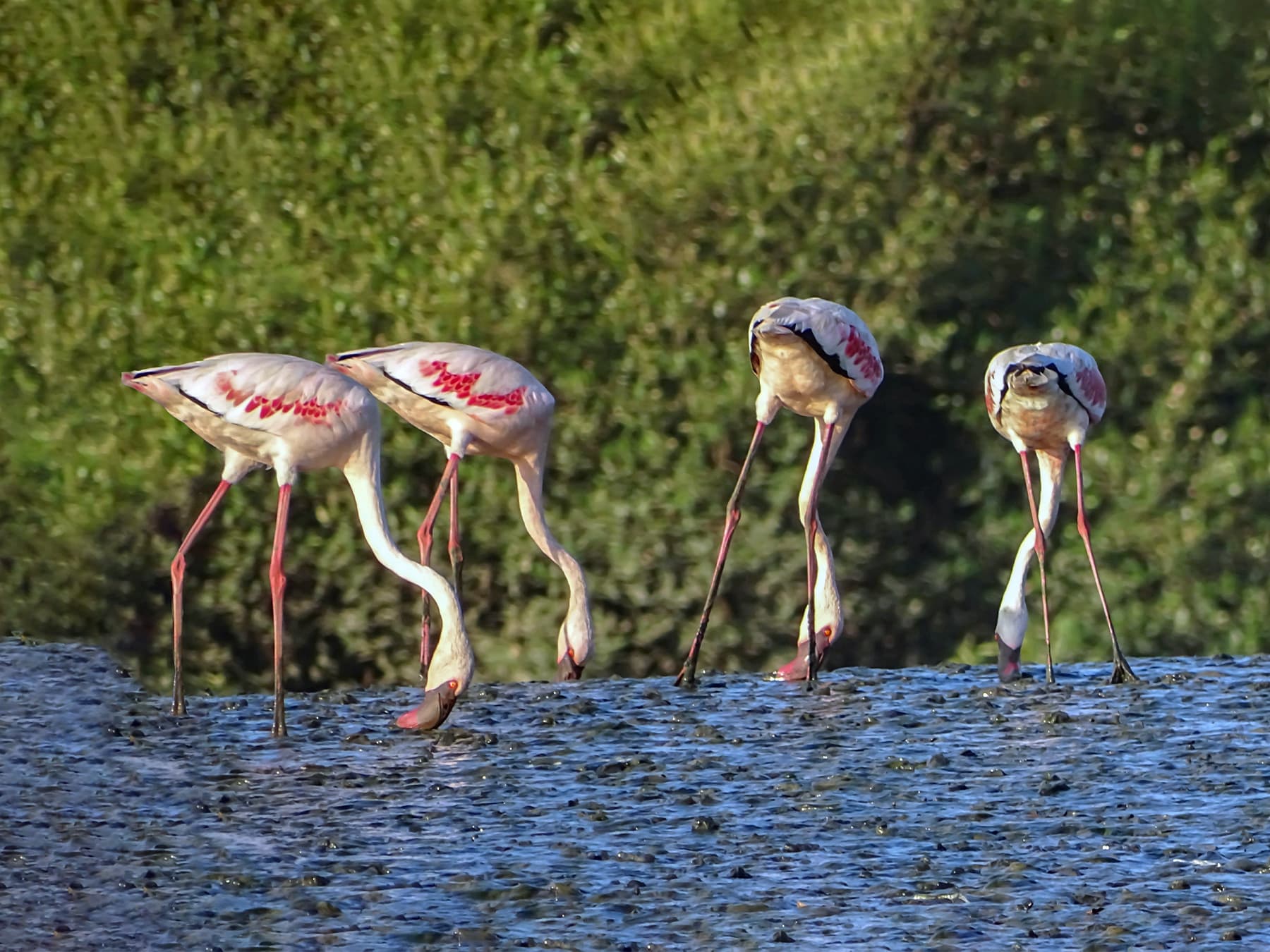 Lesser flamingos in ramsar site