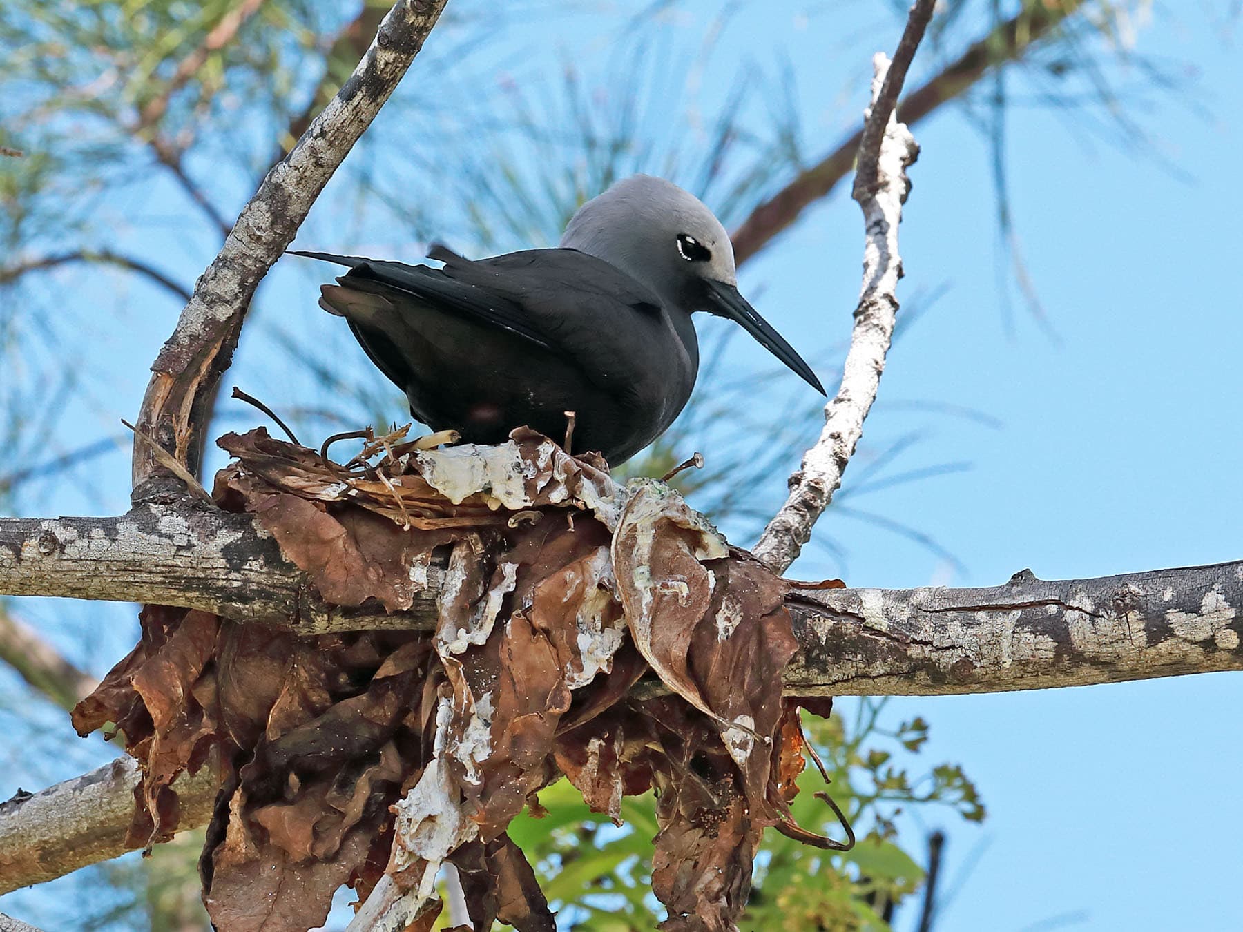 Lesser Noddy adult standing in nest