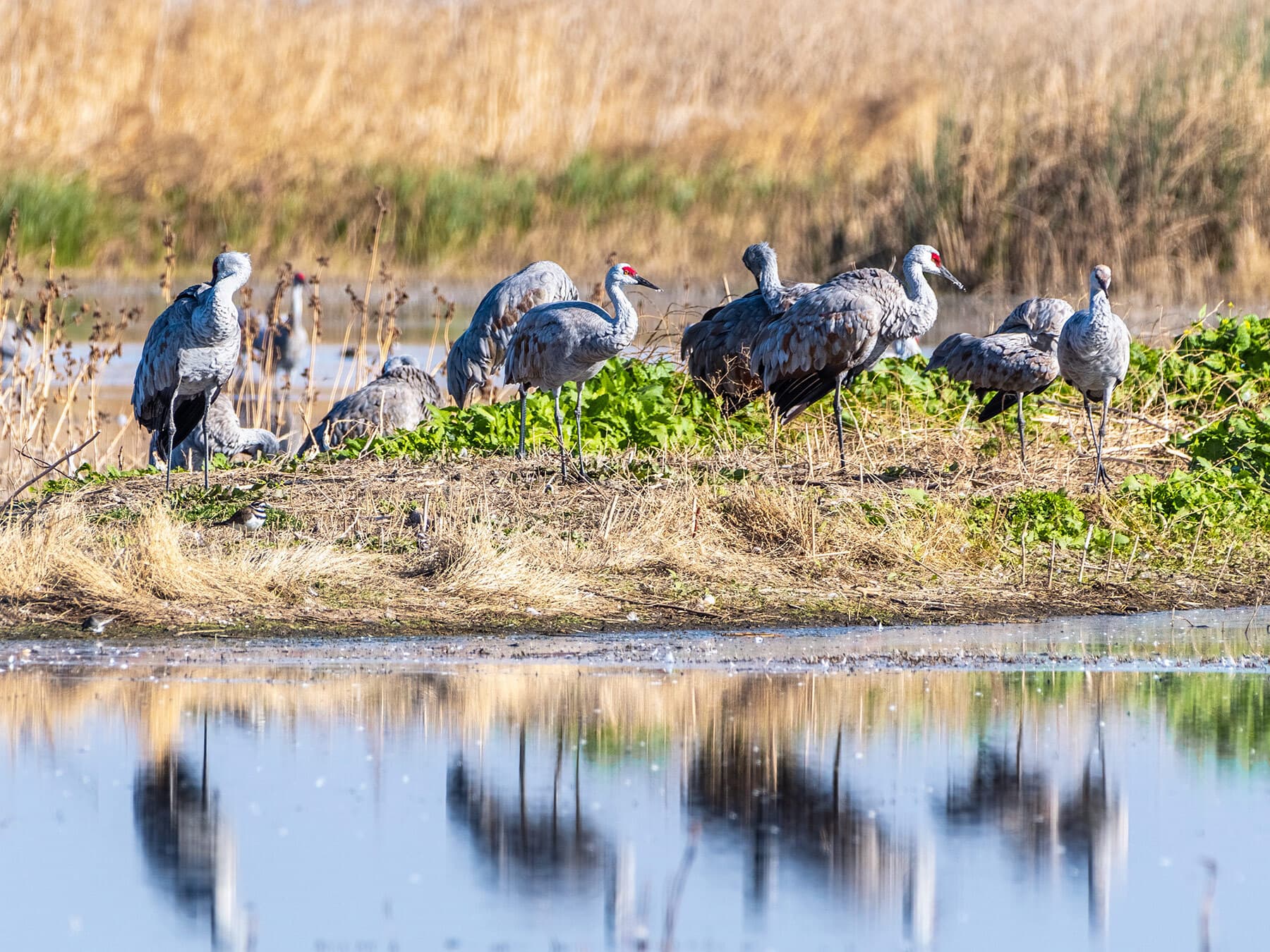 Lesser sandhill crane wintering