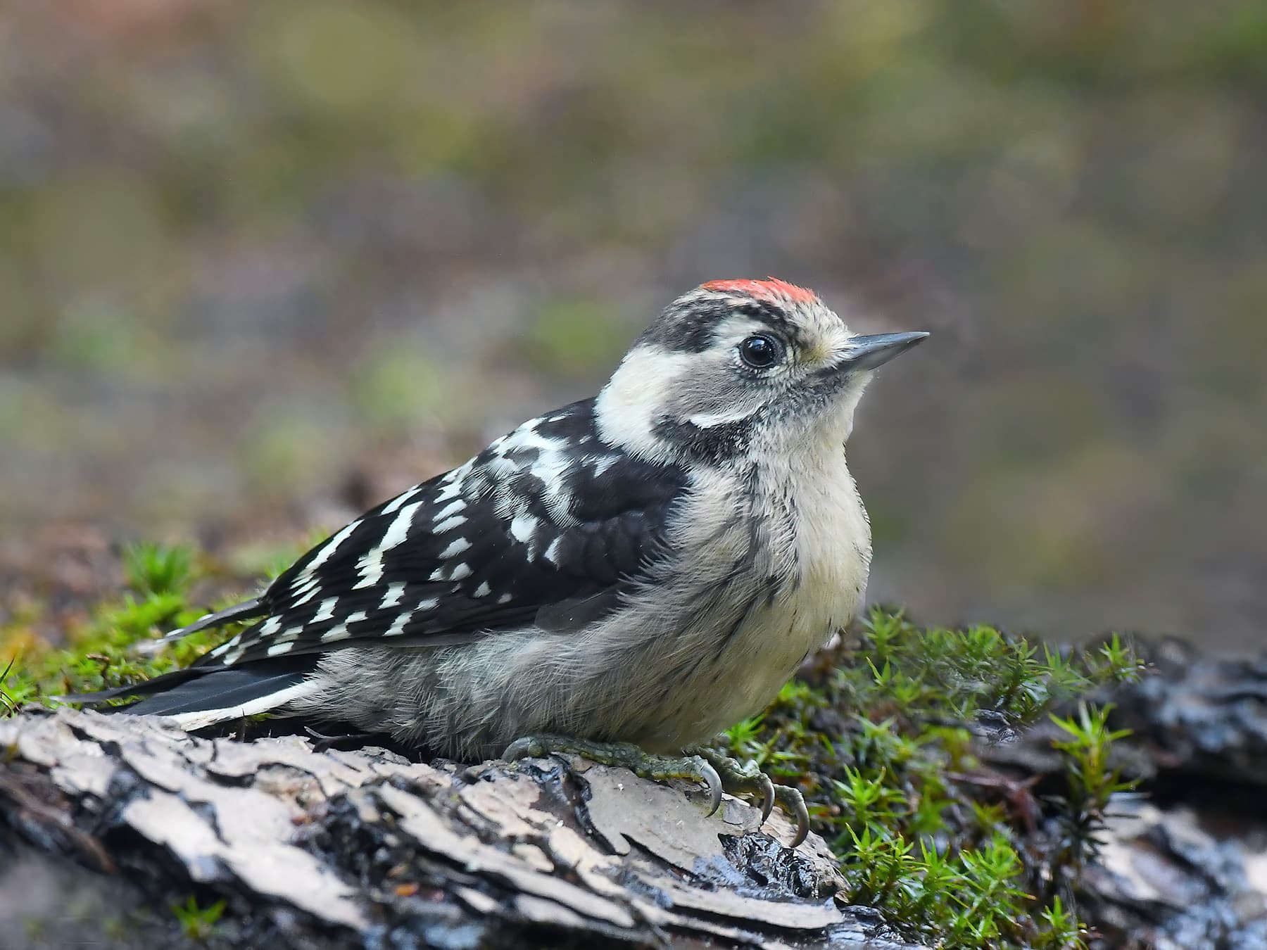 Lesser Spotted Woodpecker at a watering hole