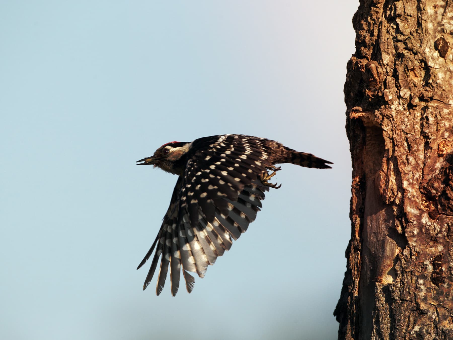Lesser Spotted Woodpecker in-flight leaving its nest hole