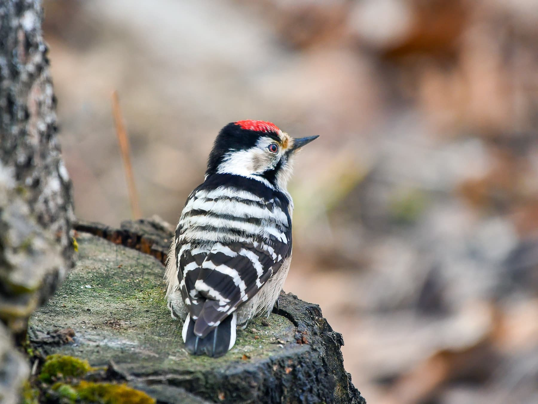 Lesser Spotted Woodpecker standing on a tree stump