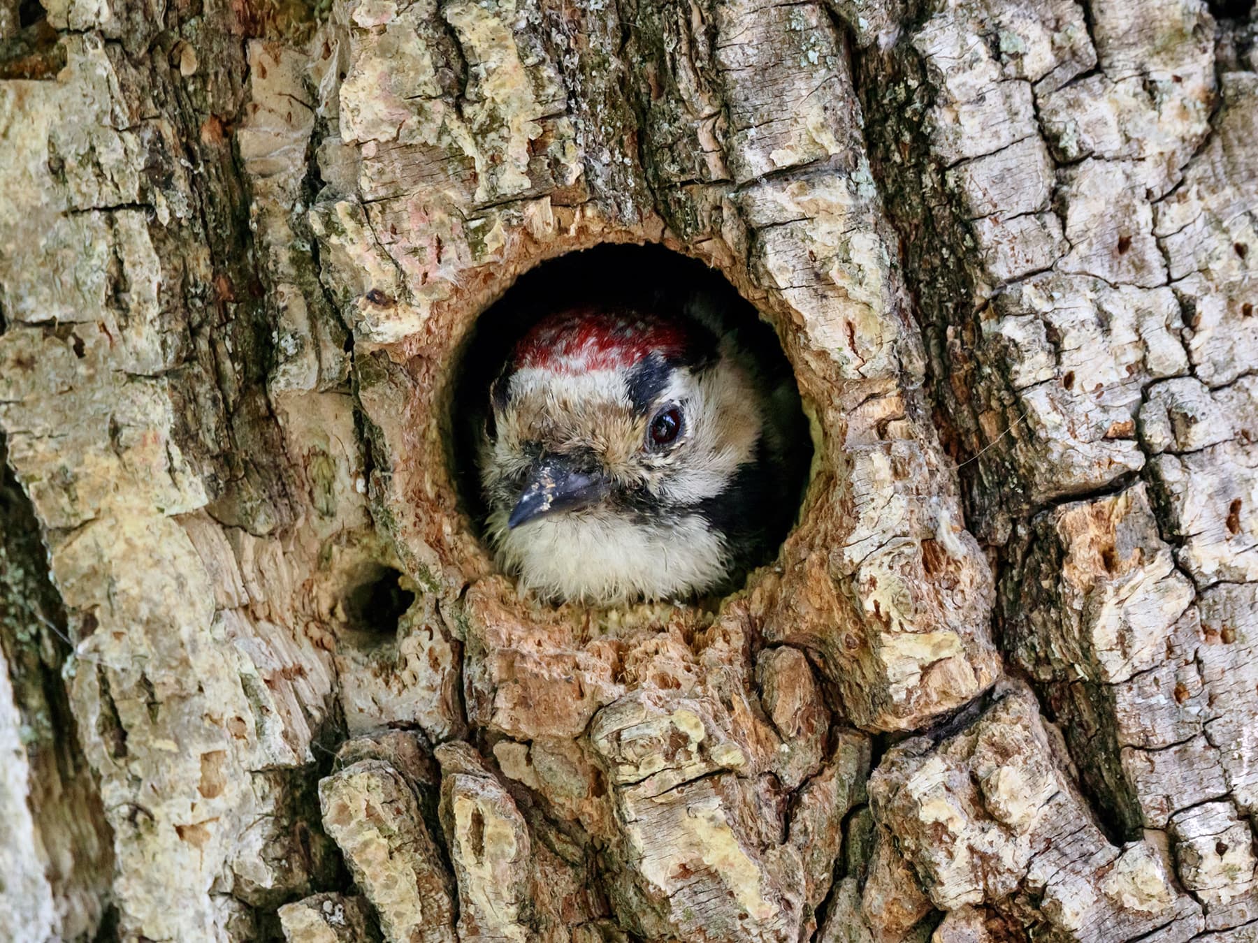 Lesser Spotted Woodpecker peeking out of its nest hole