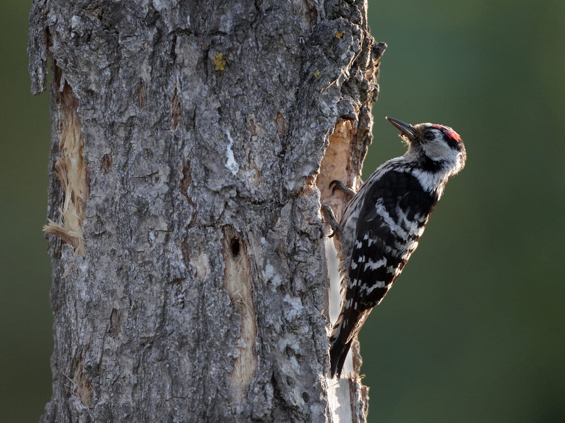 Lesser spotted woodpecker tree