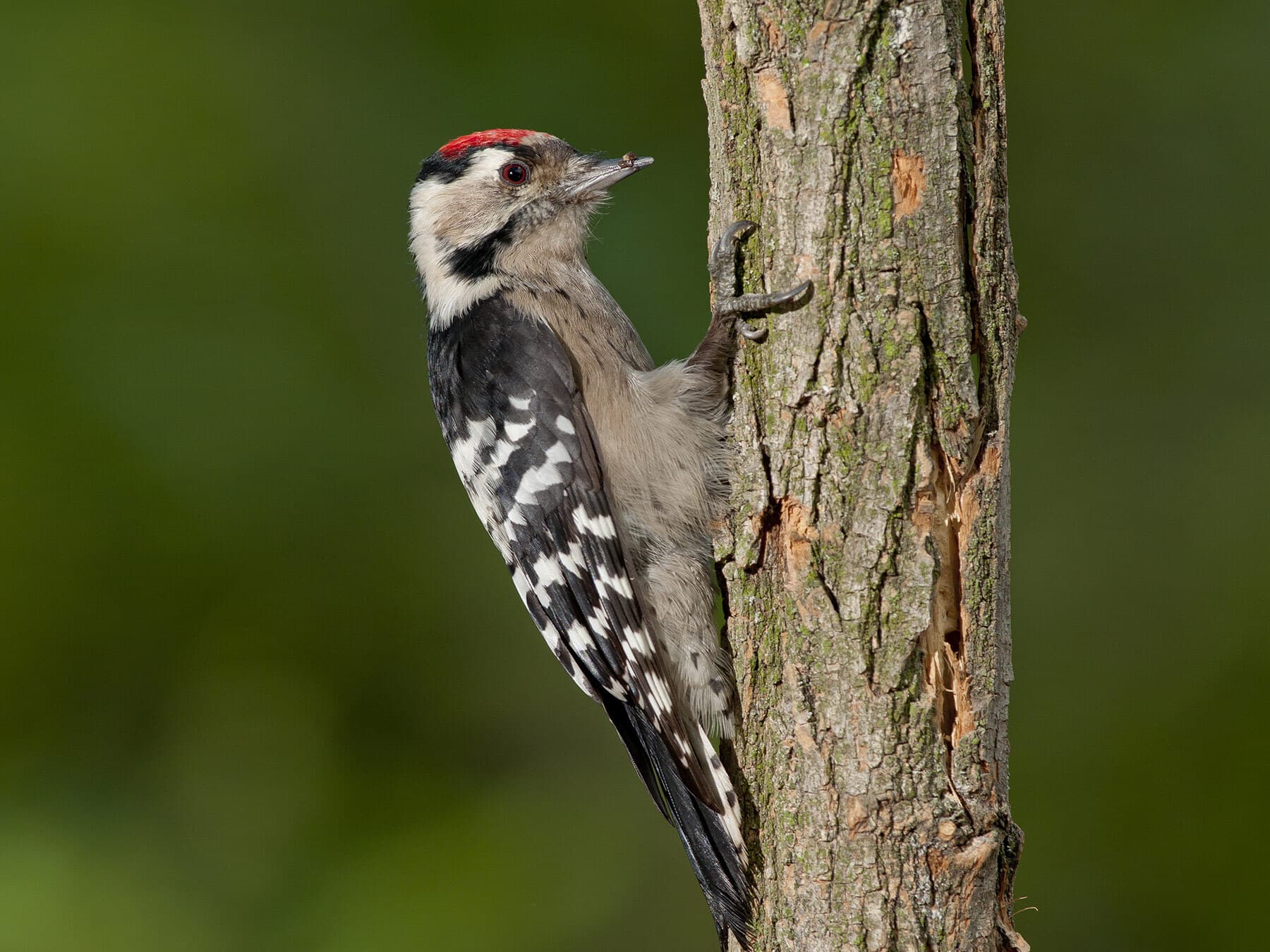 Lesser spotted woodpecker uk