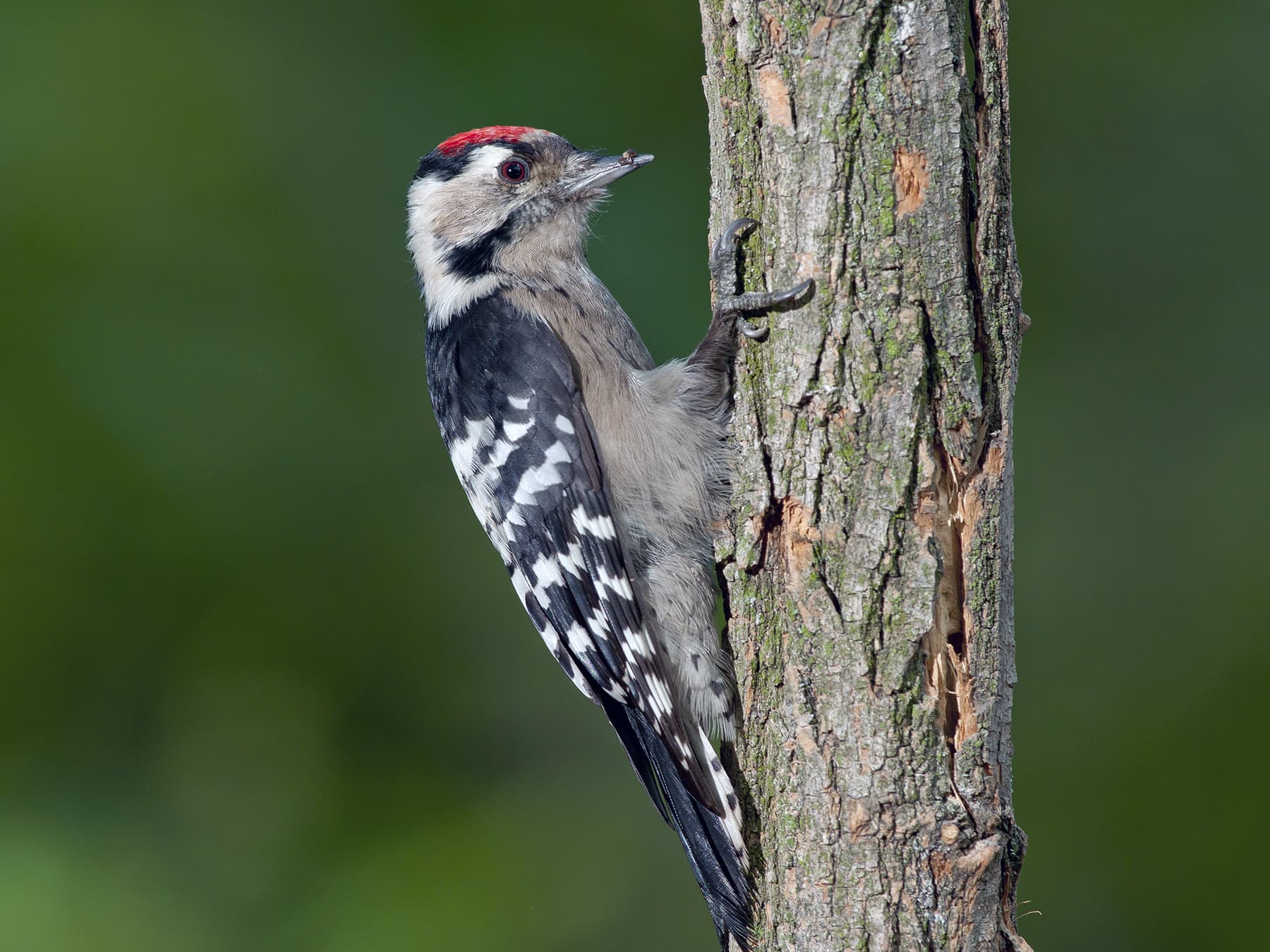 Woodpeckers