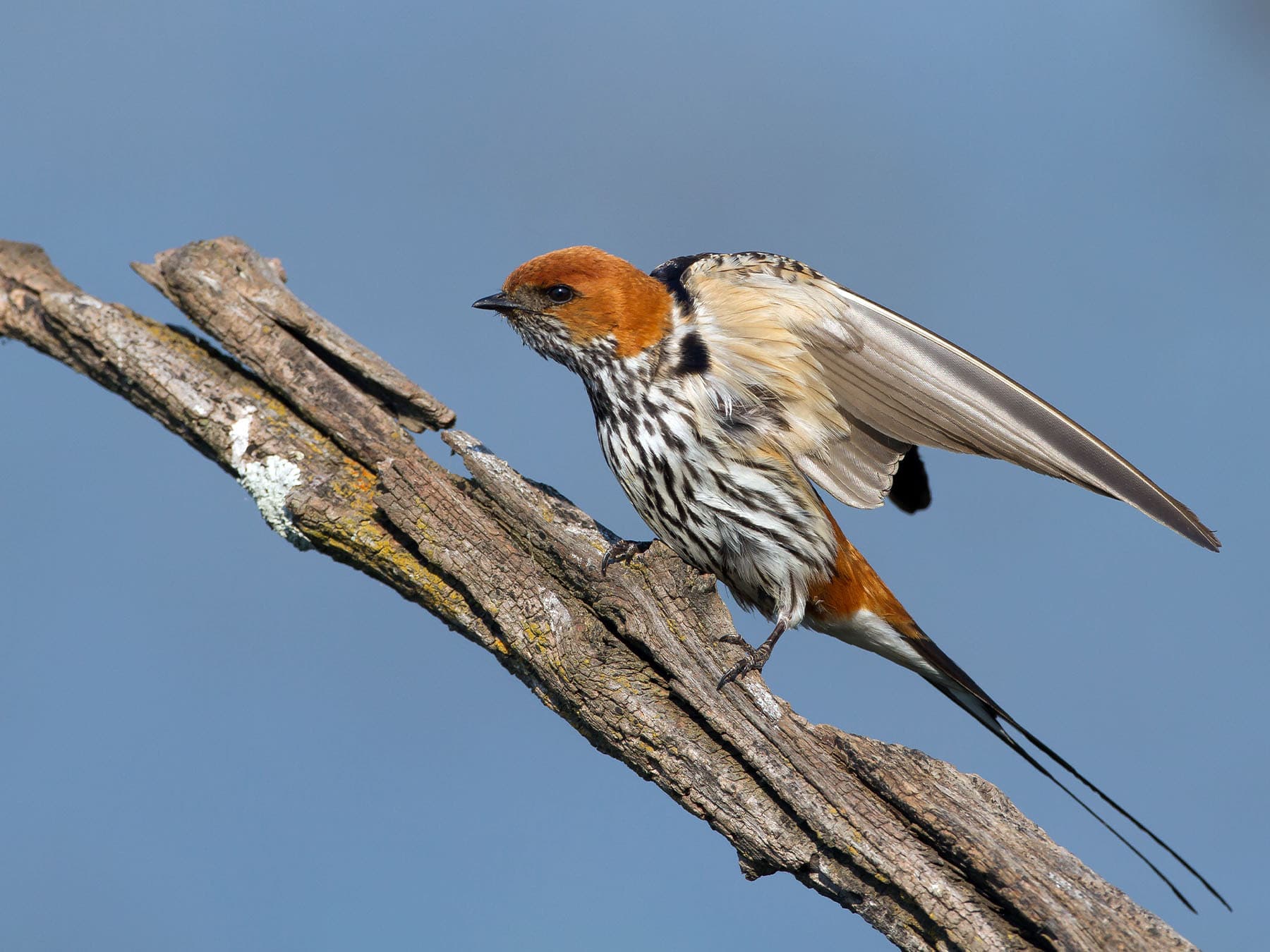 Lesser Striped Swallow perched on dead branch