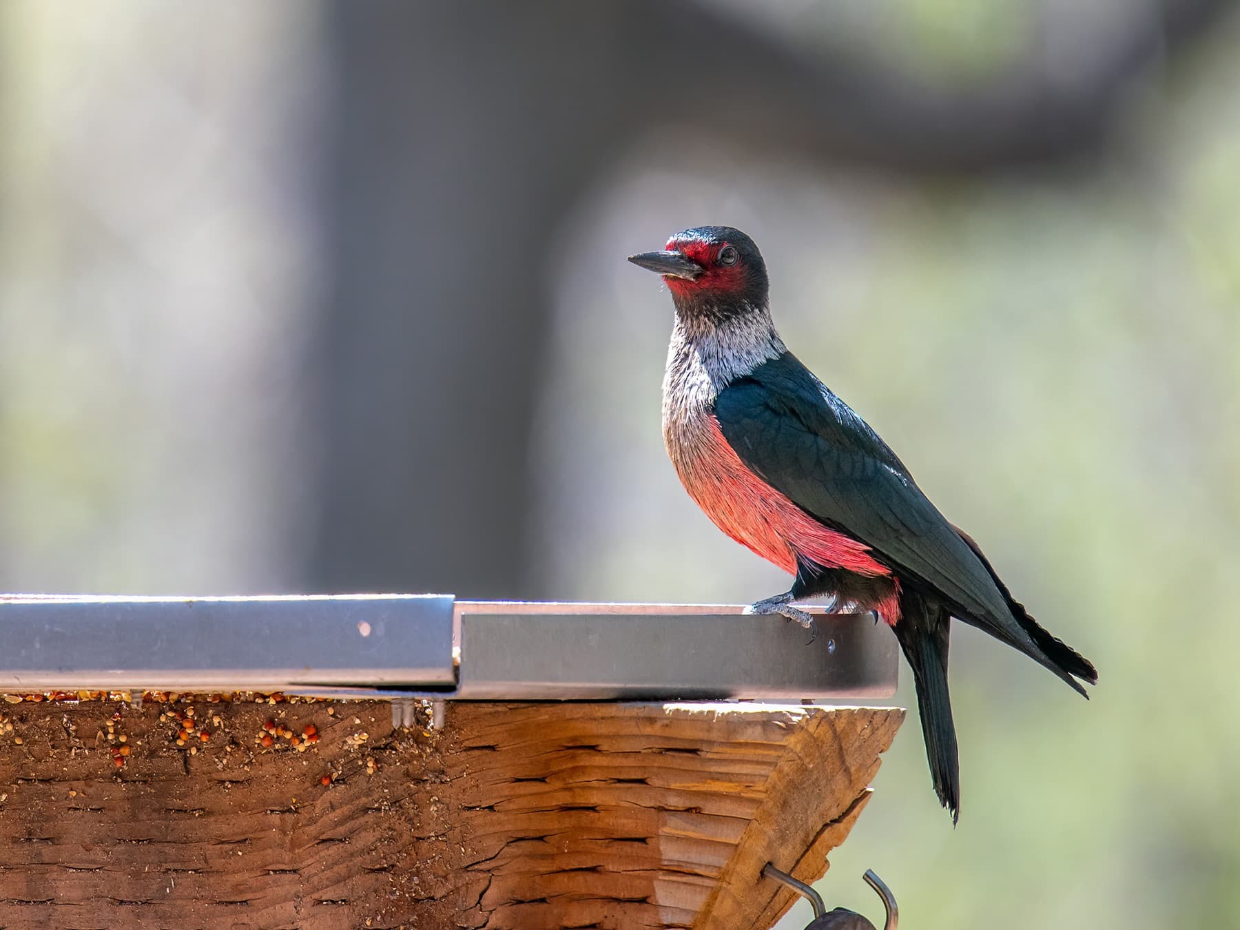 Lewiss woodpecker feeding on seeds in garden