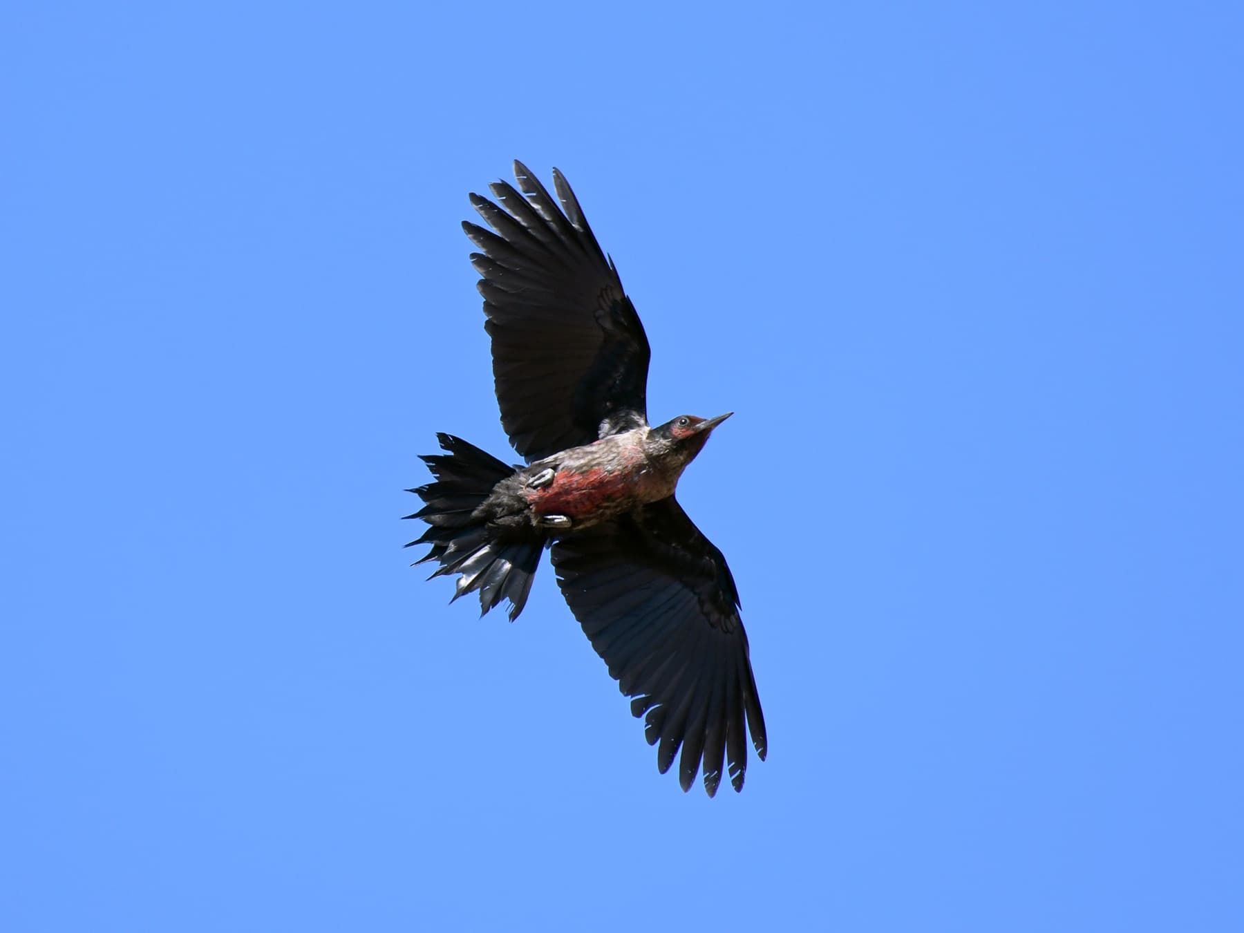 Lewis’s Woodpecker in-flight