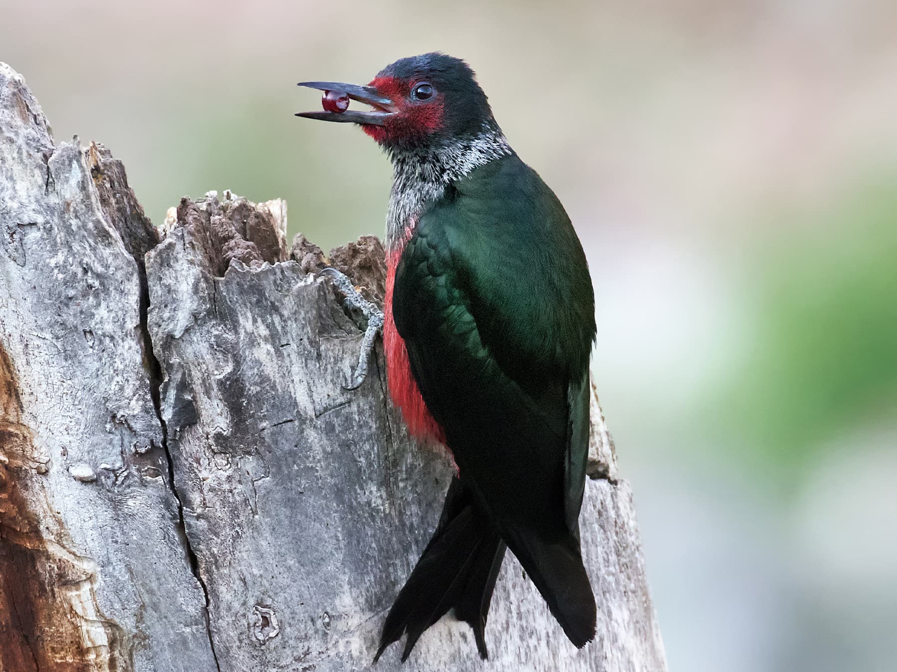 Lewis’s woodpecker perched on a tree stump feeding