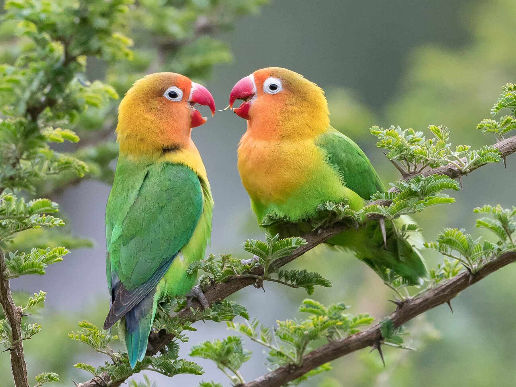 Lilians lovebird