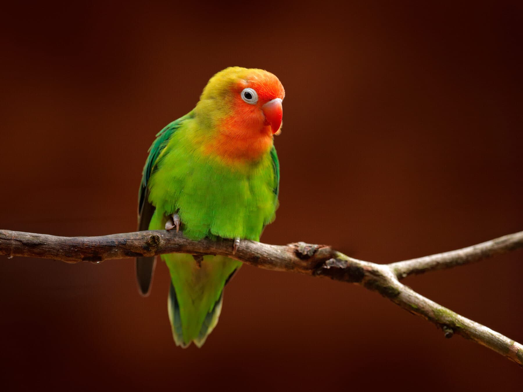Lillians lovebird