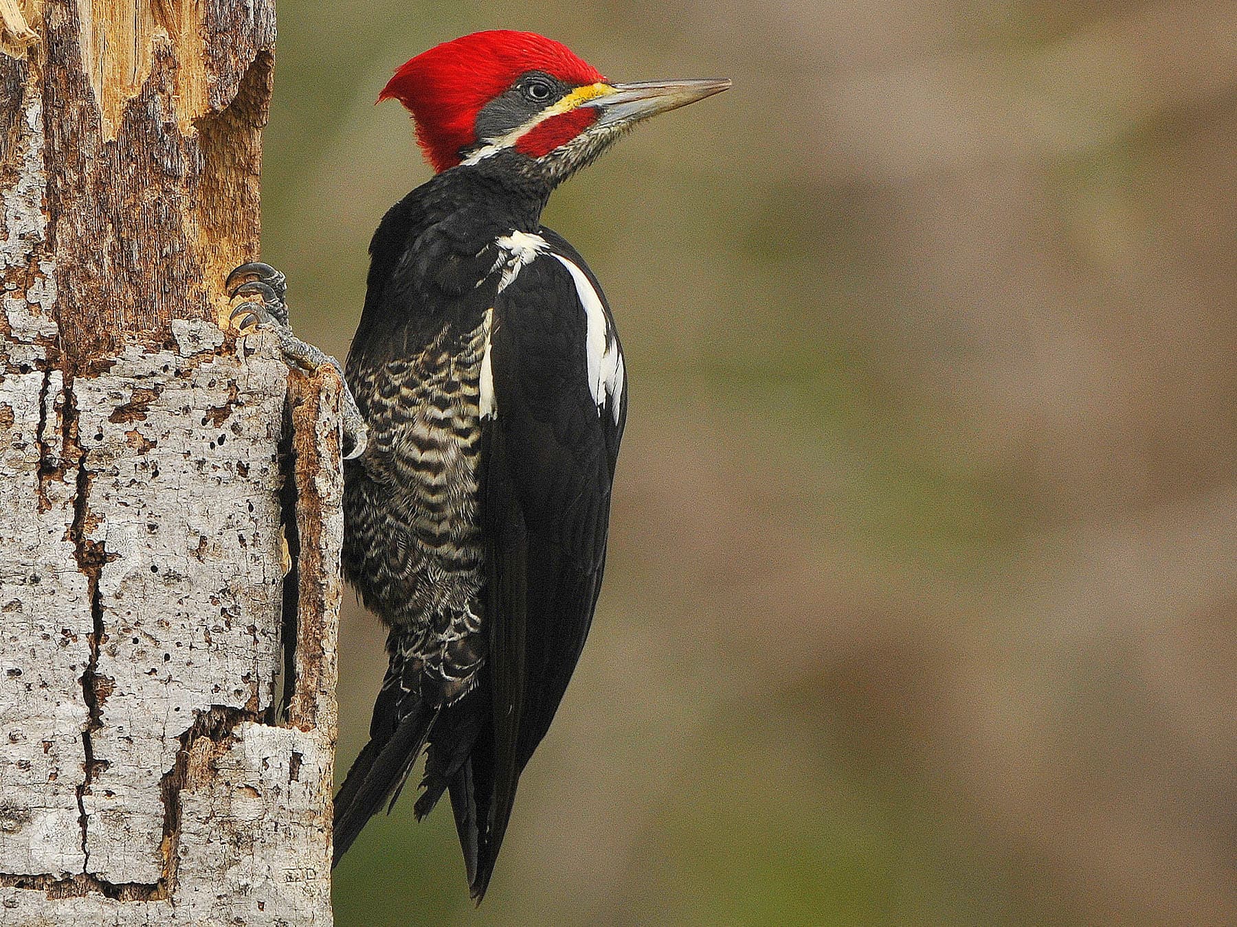 Lineated Woodpecker