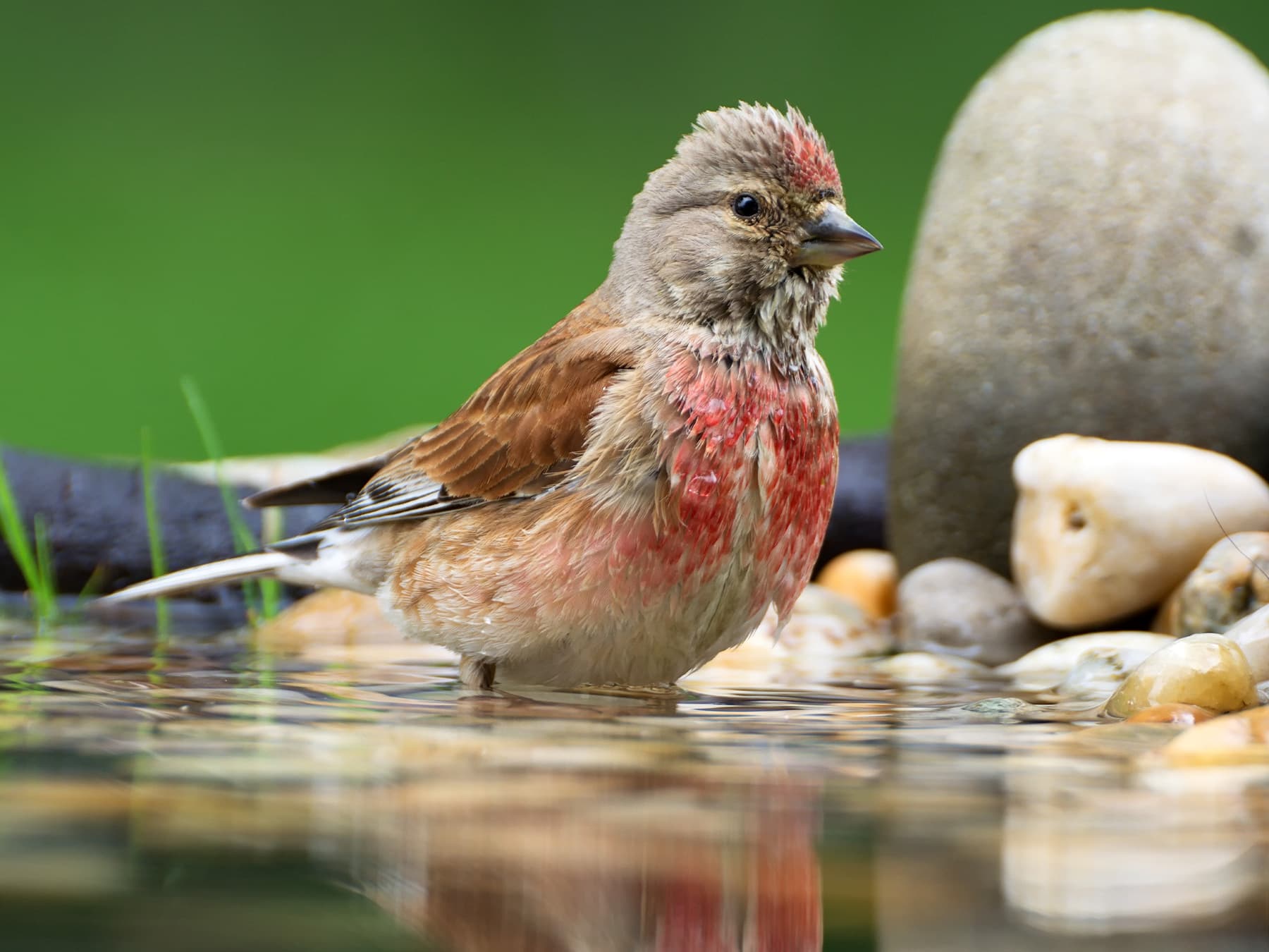 Linnet bathing