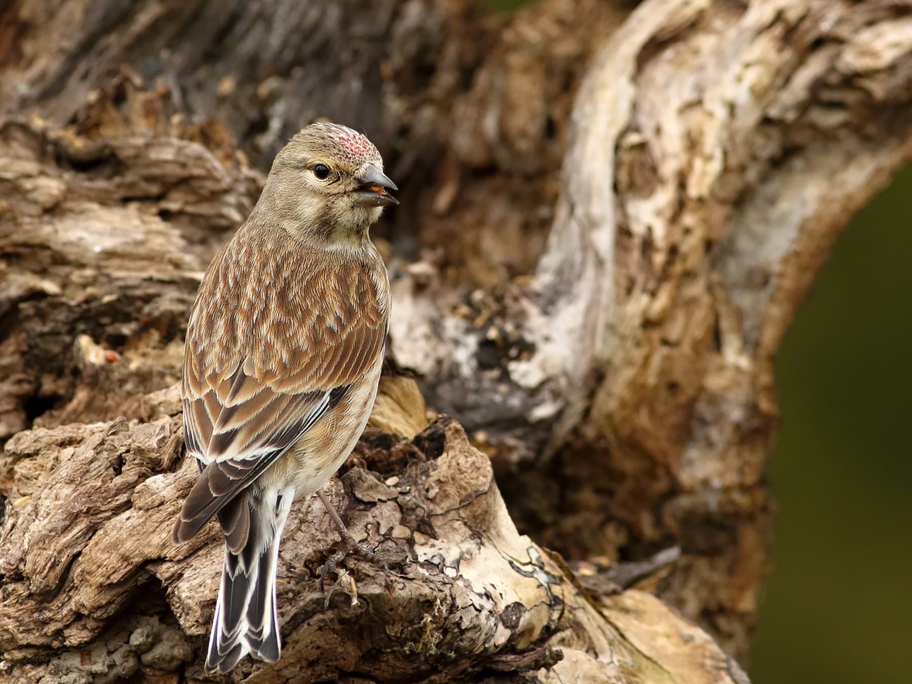 Linnet perching on an old branch feeding on seeds