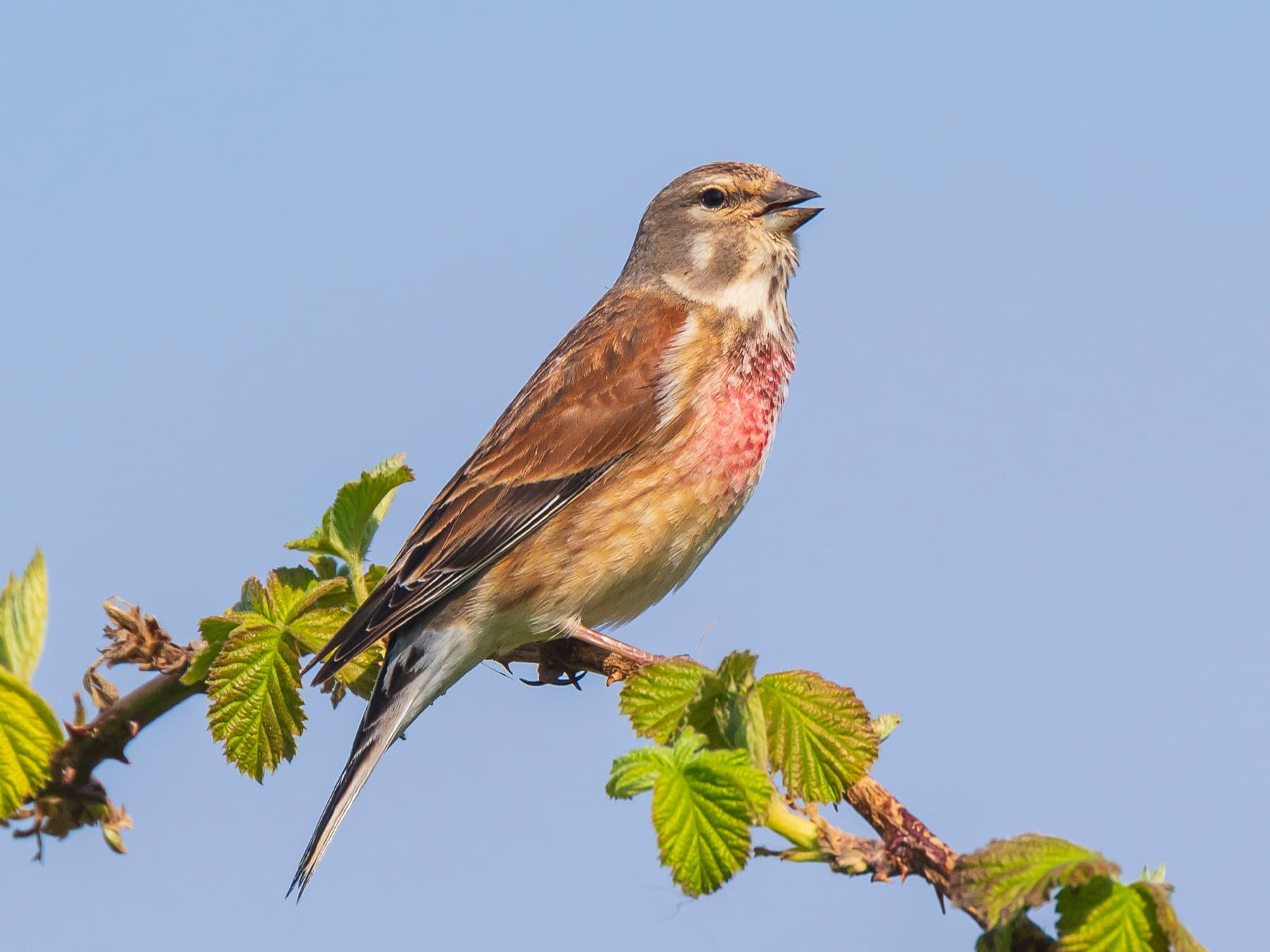 Linnet singing during springtime
